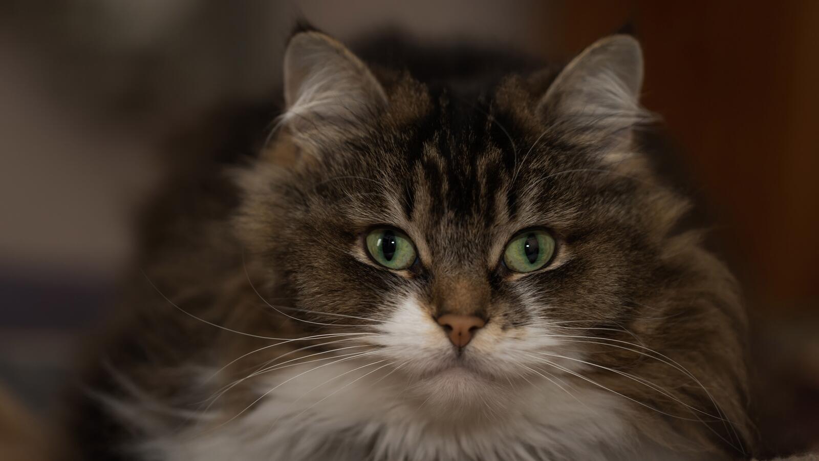 Бесплатное фото Пушистая кошка смотрит в камеру