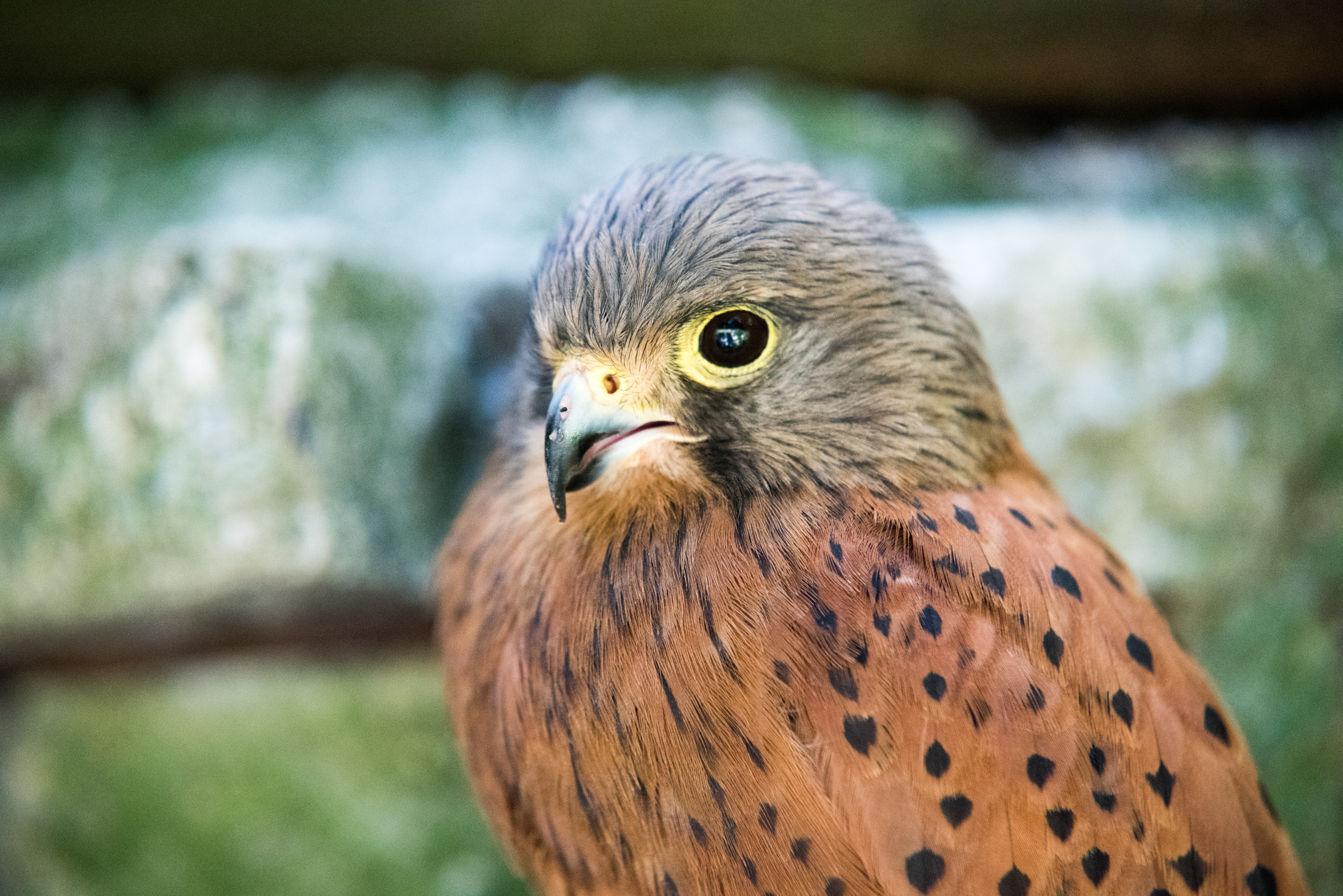 Free photo Close-up of a hawk