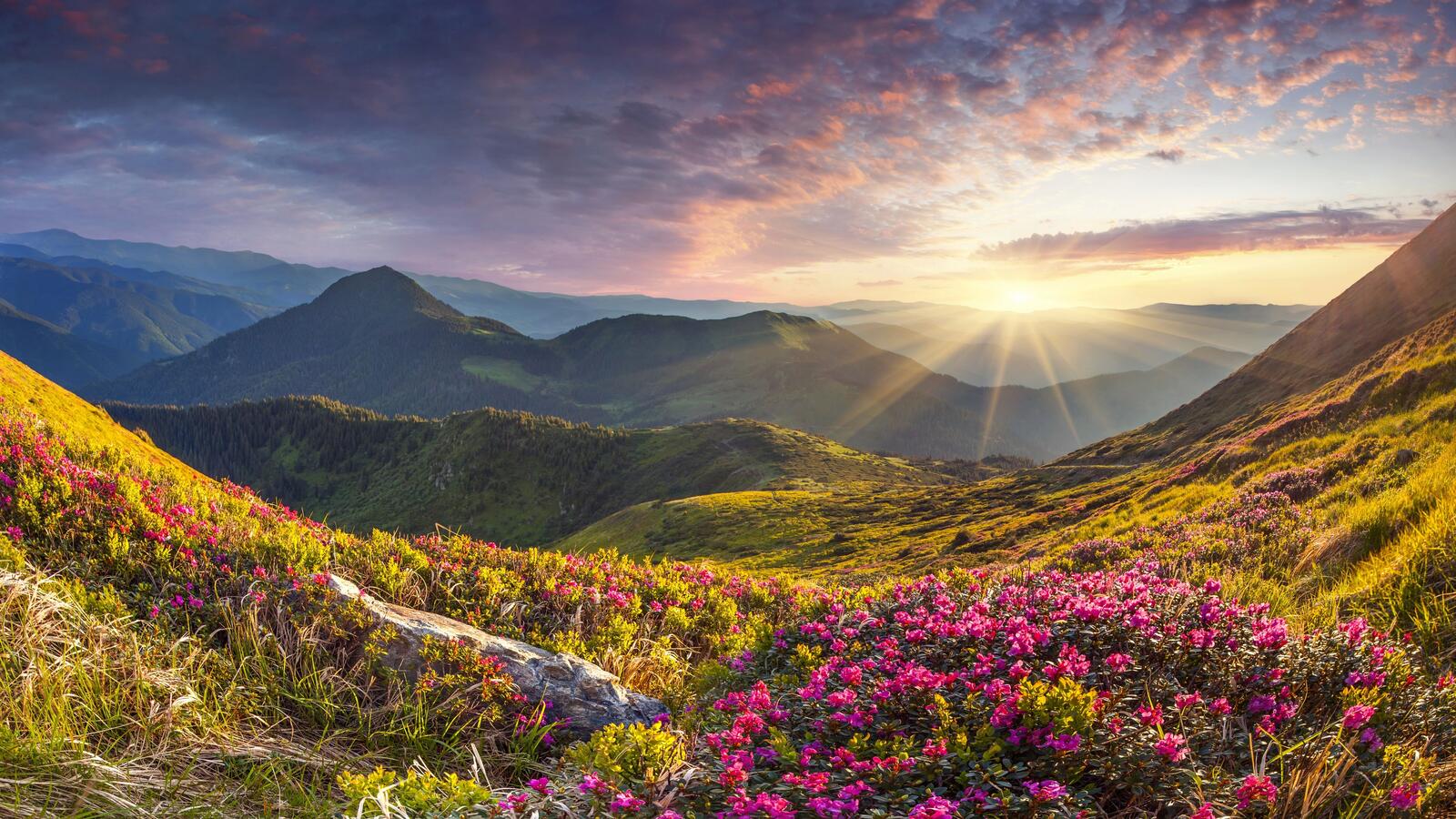 Бесплатное фото Полевые цветы растут на горах в солнечную погоду