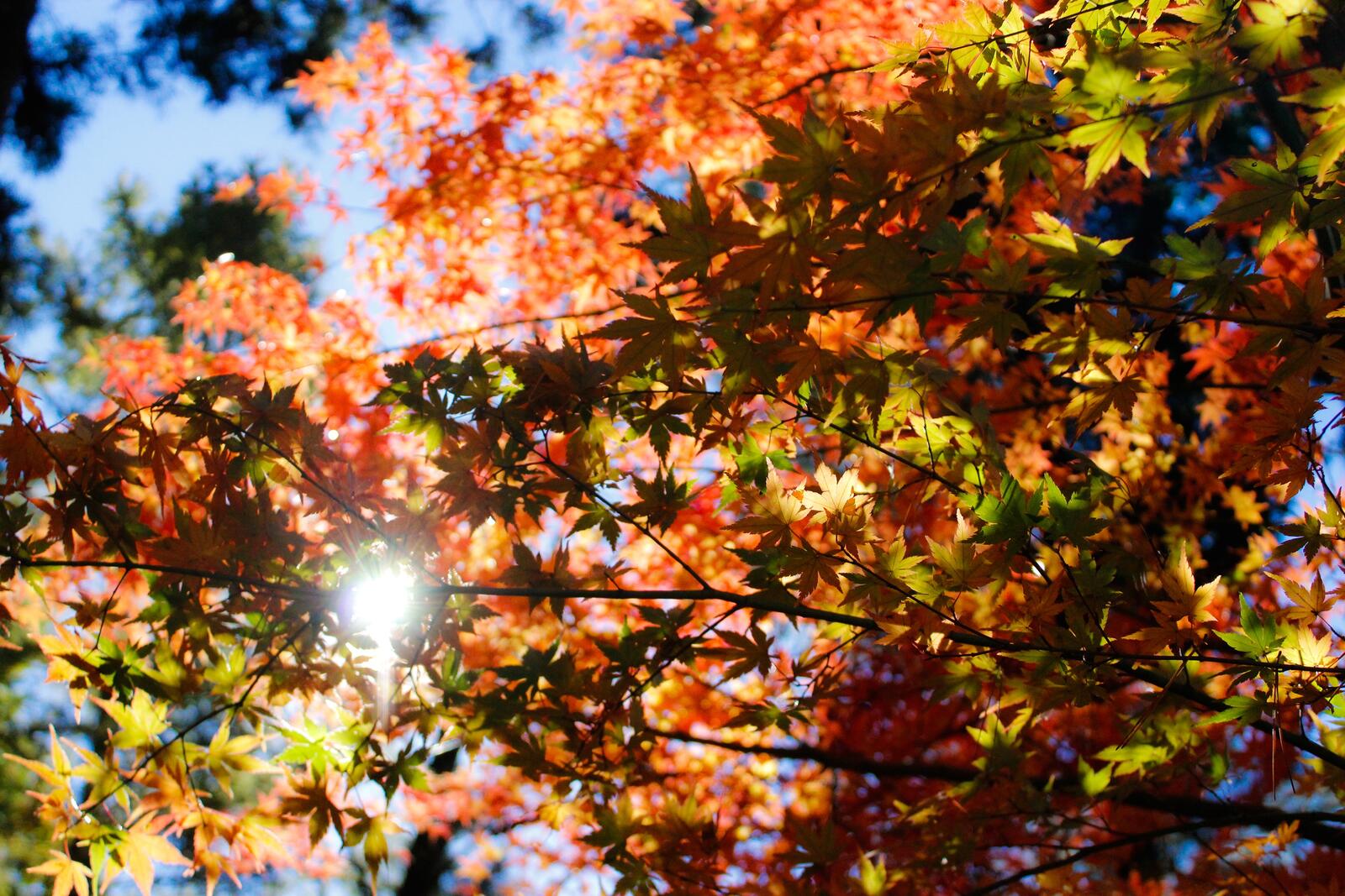 Free photo Autumn maple branches in the sunlight