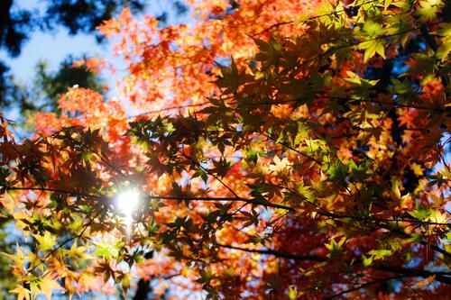 Осенние ветви клена под солнечными лучами