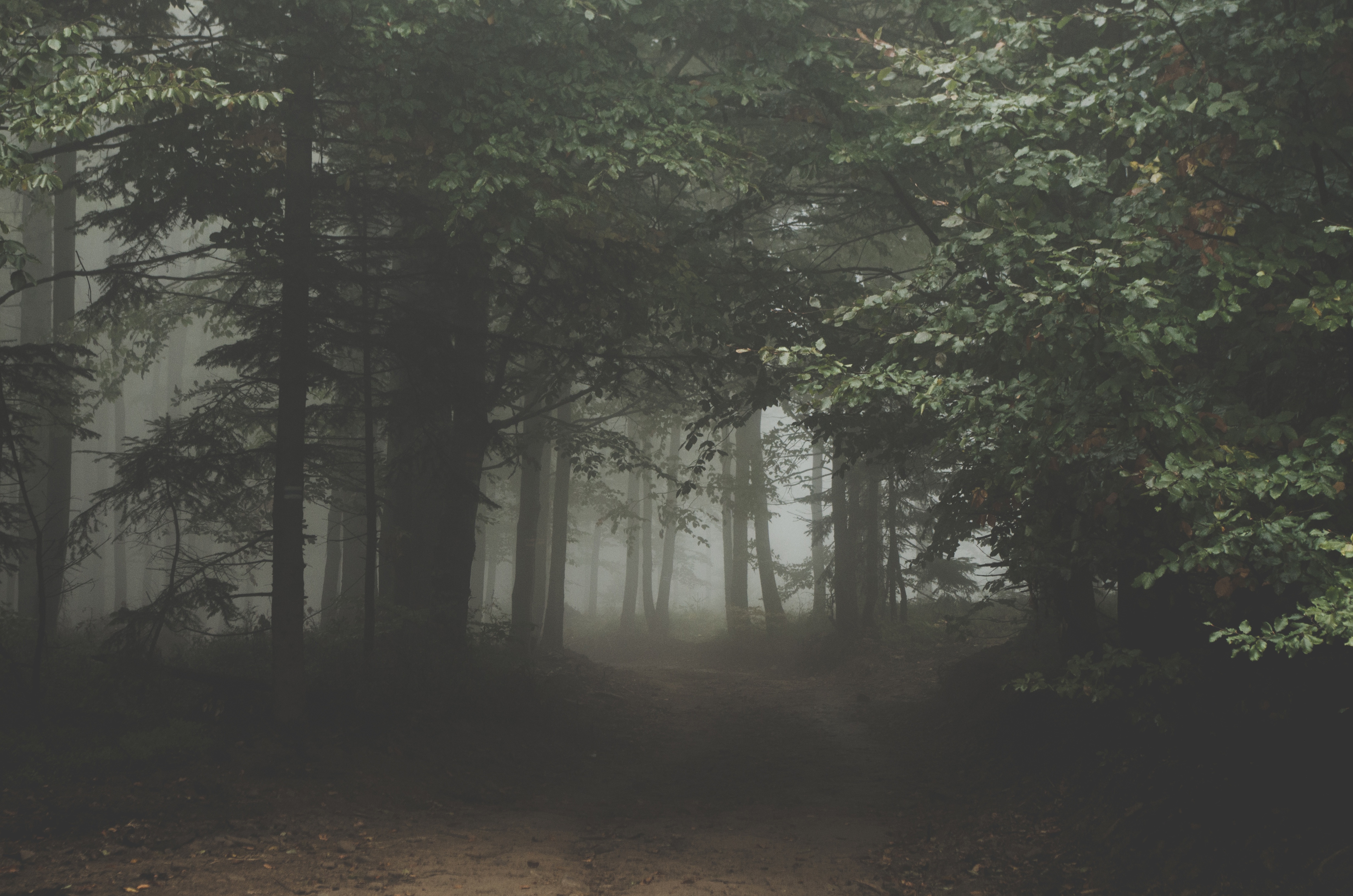 Free photo A dense summer forest in the fog