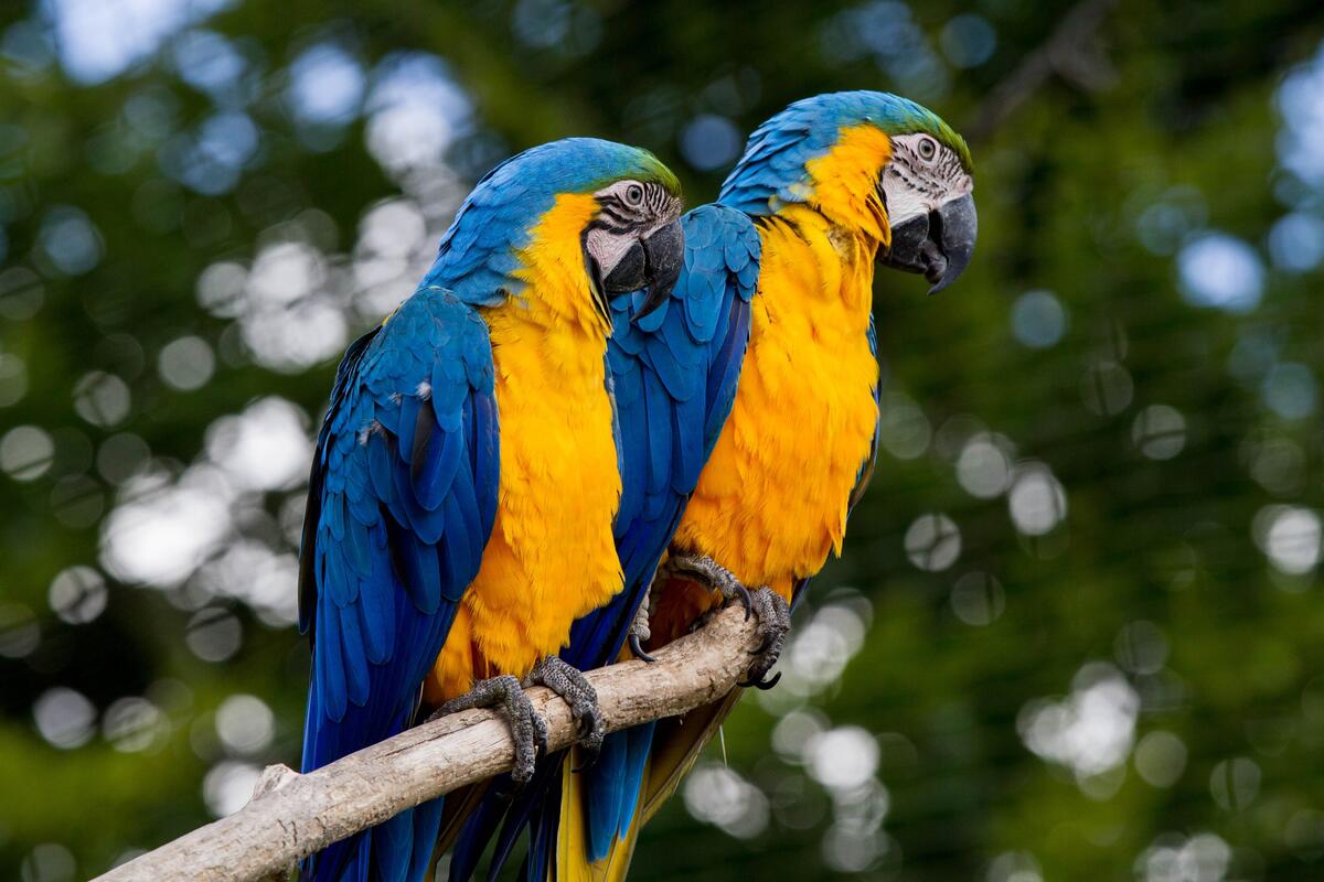 Two parrots with yellow breasts sitting on a branch
