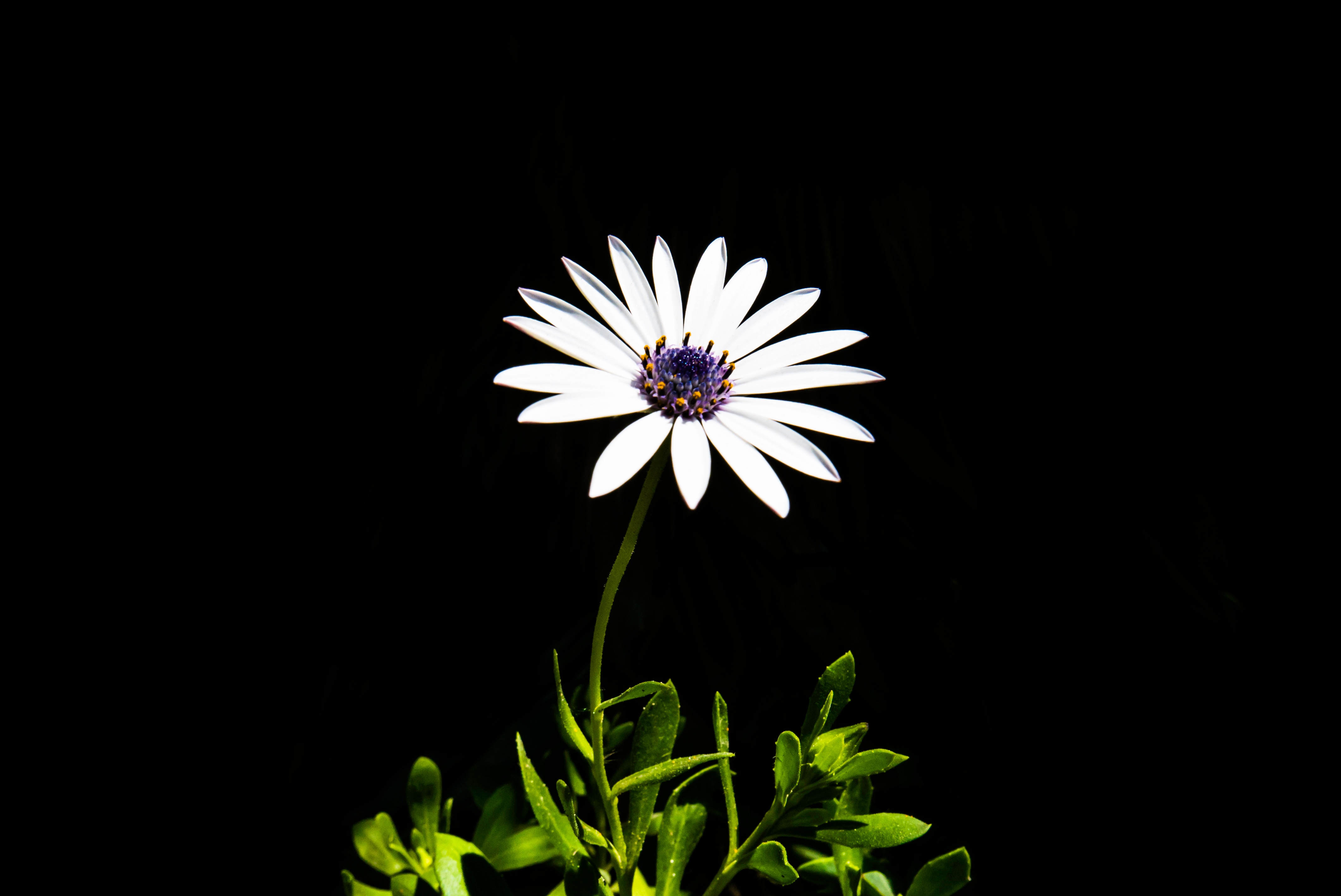 Free photo White daisy on black background