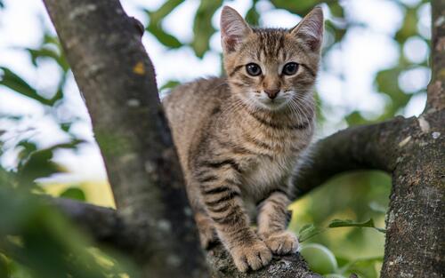 A cat climbed a tree