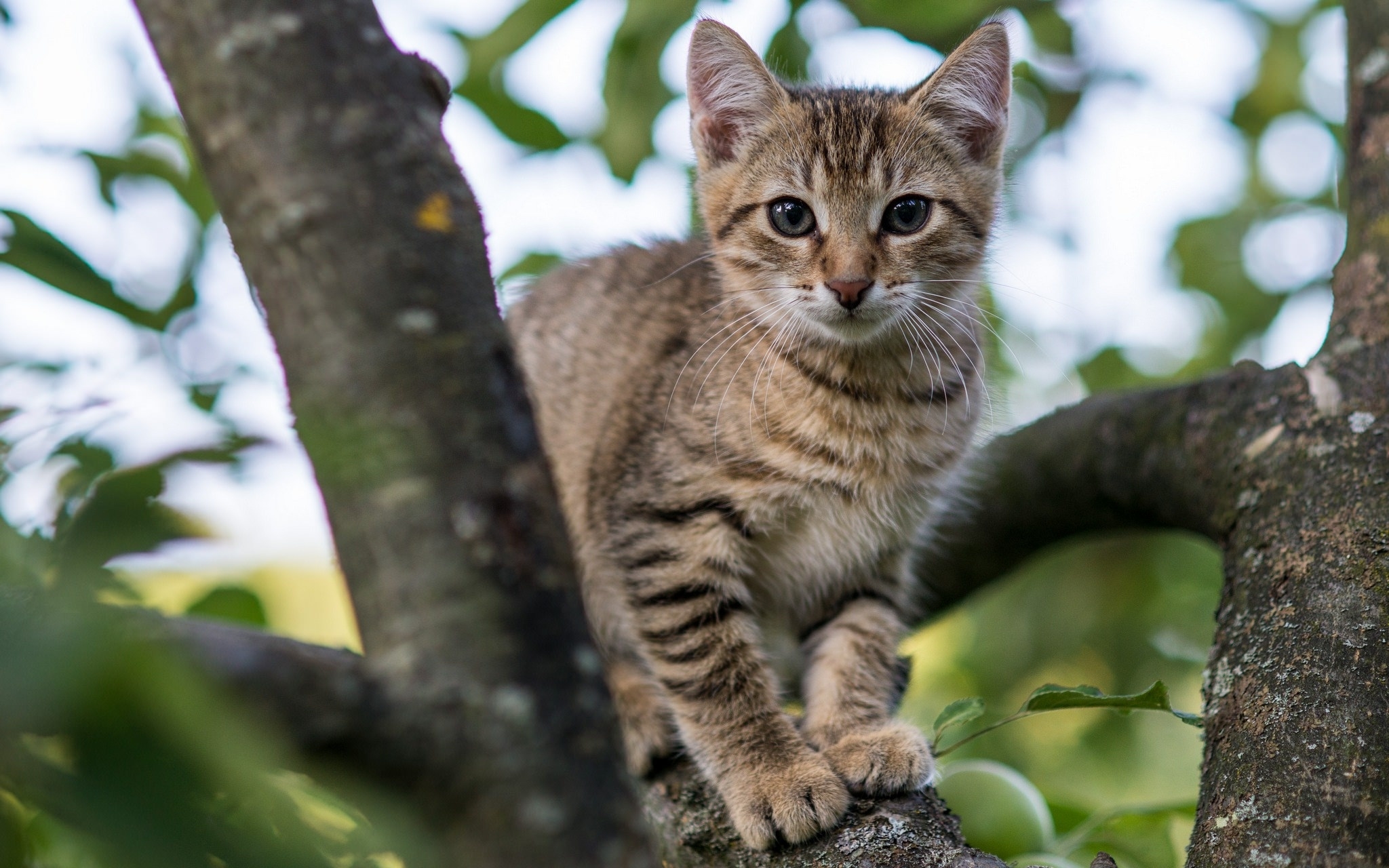 免费照片一只猫爬上了一棵树