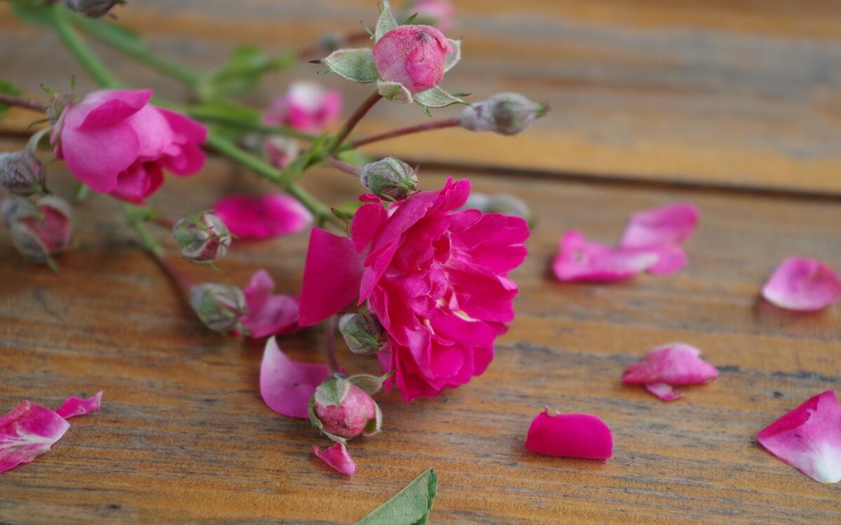 Опавшие лепестки с розового цветка