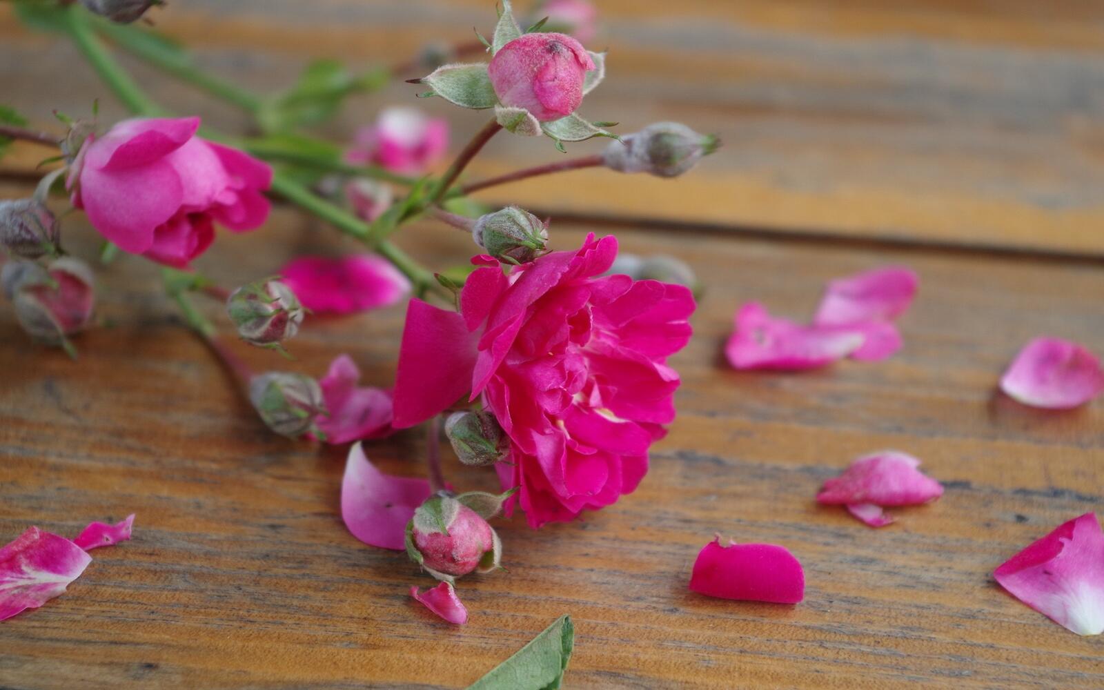 Бесплатное фото Опавшие лепестки с розового цветка