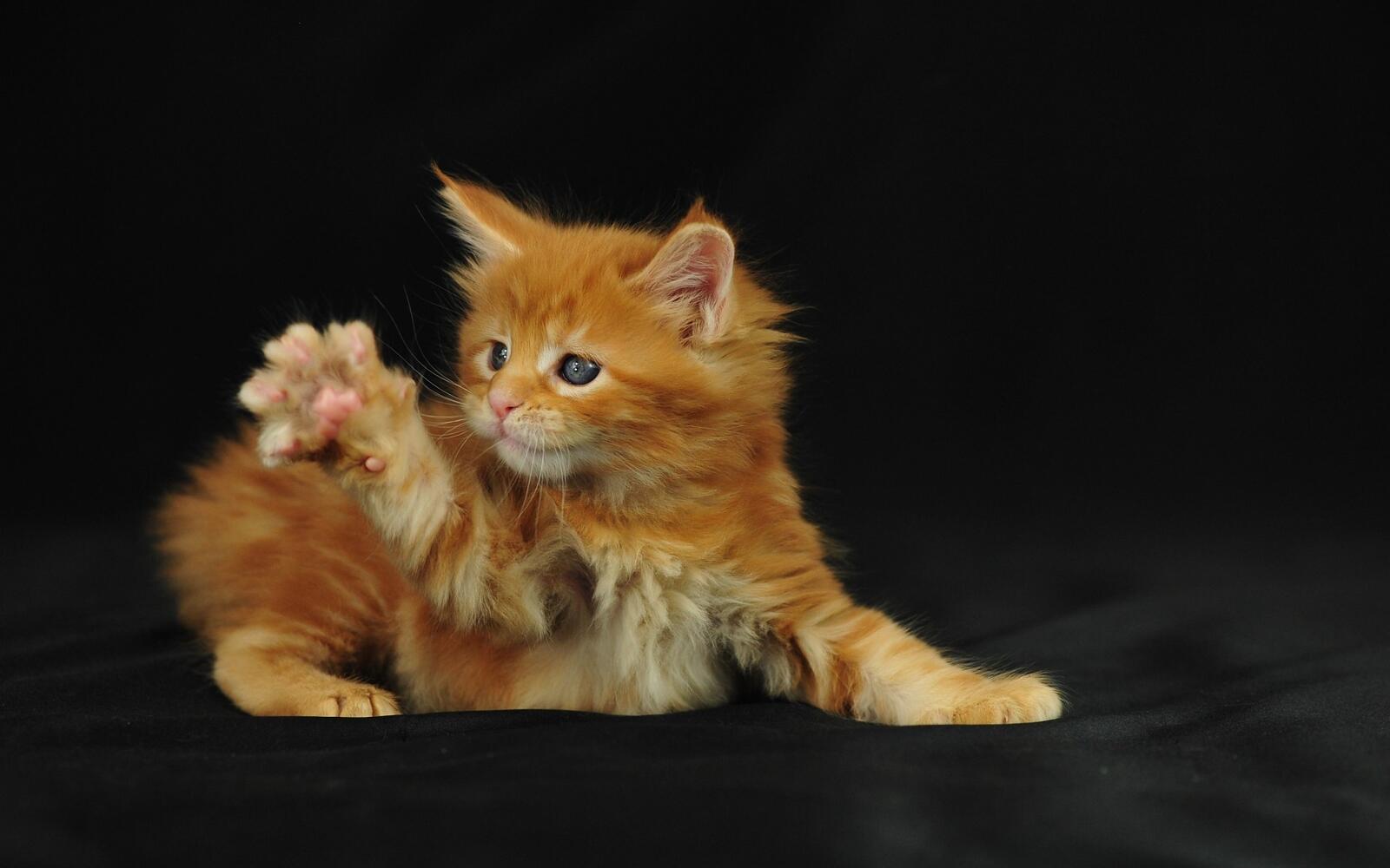 Бесплатное фото Маленький рыжий котенок на темном фоне