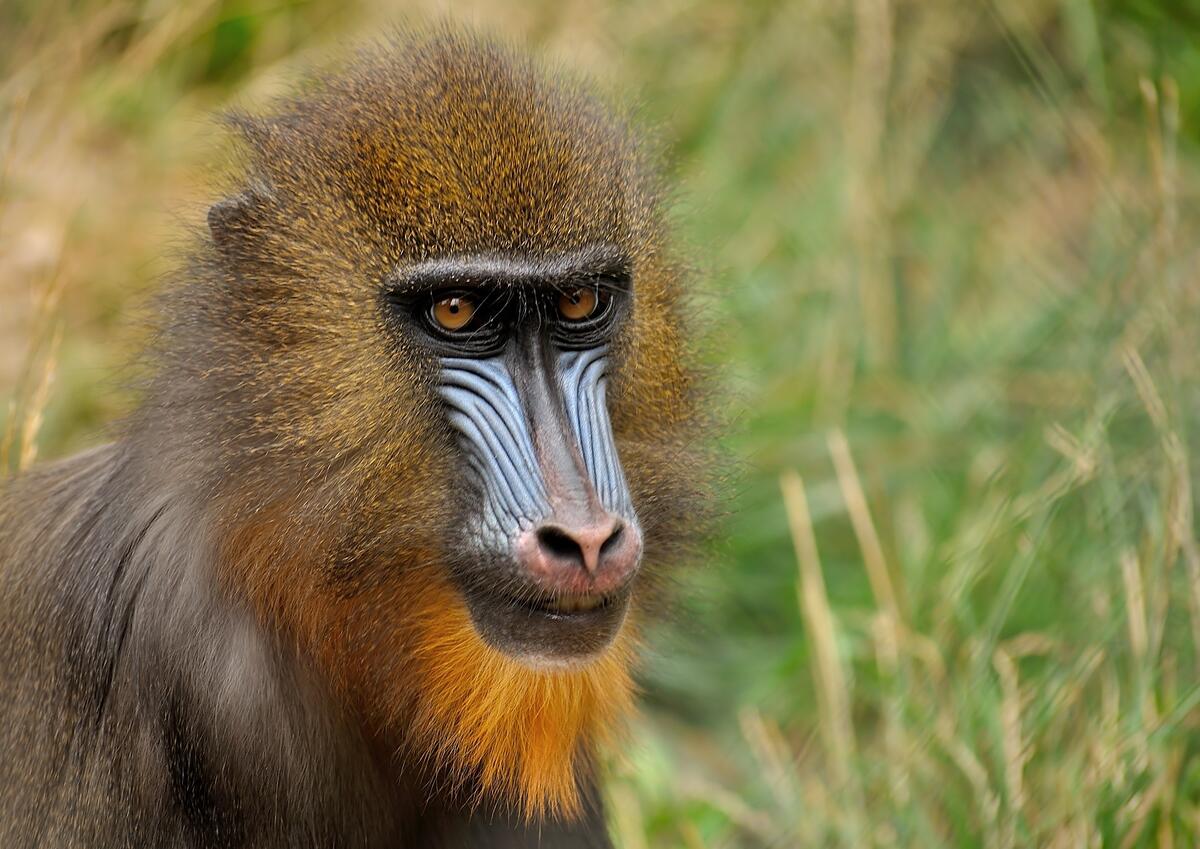 A portrait of a baboon in a wildlife sanctuary