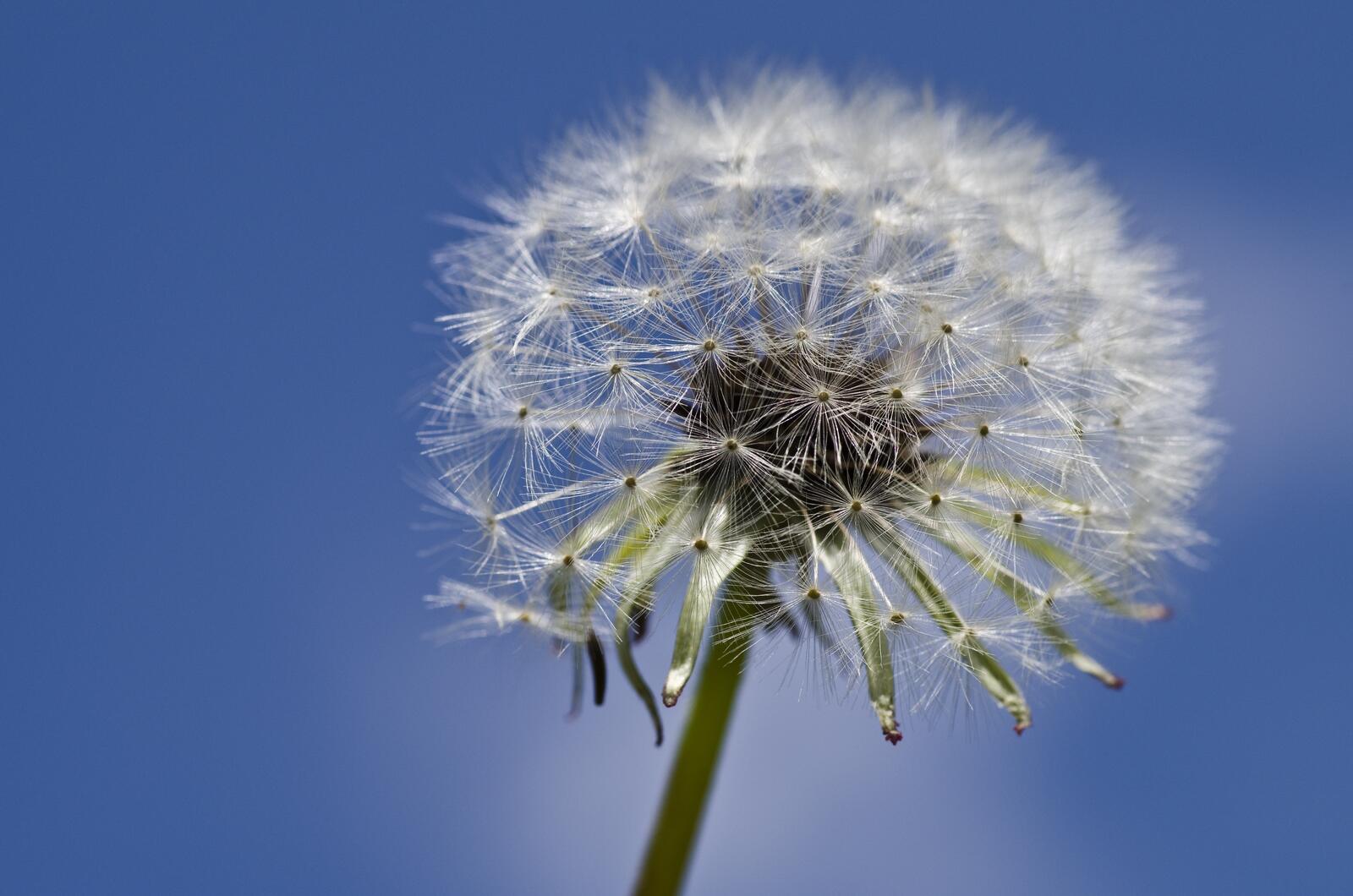 Free photo A dandelion against the sky