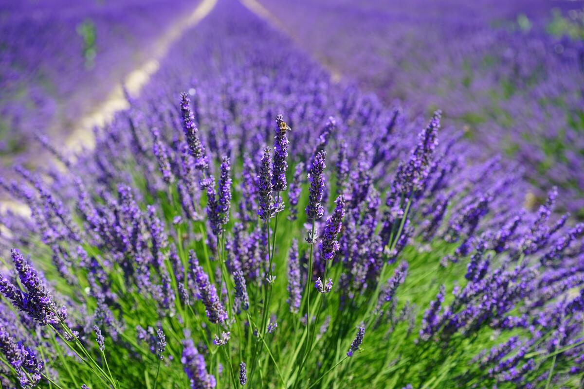 A field of purple lavender flowers
