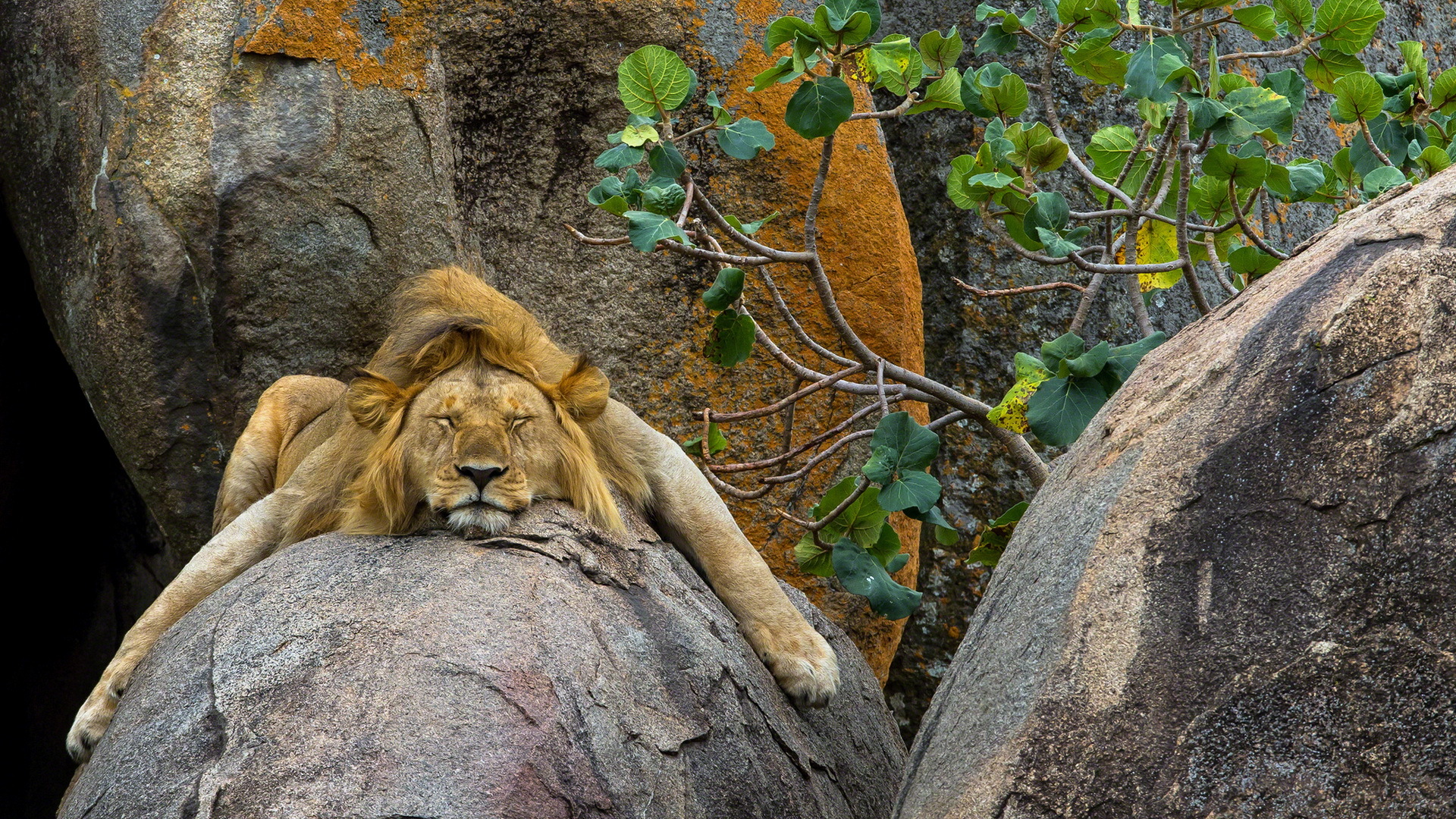 Wallpapers sleeping lion wildlife on the desktop