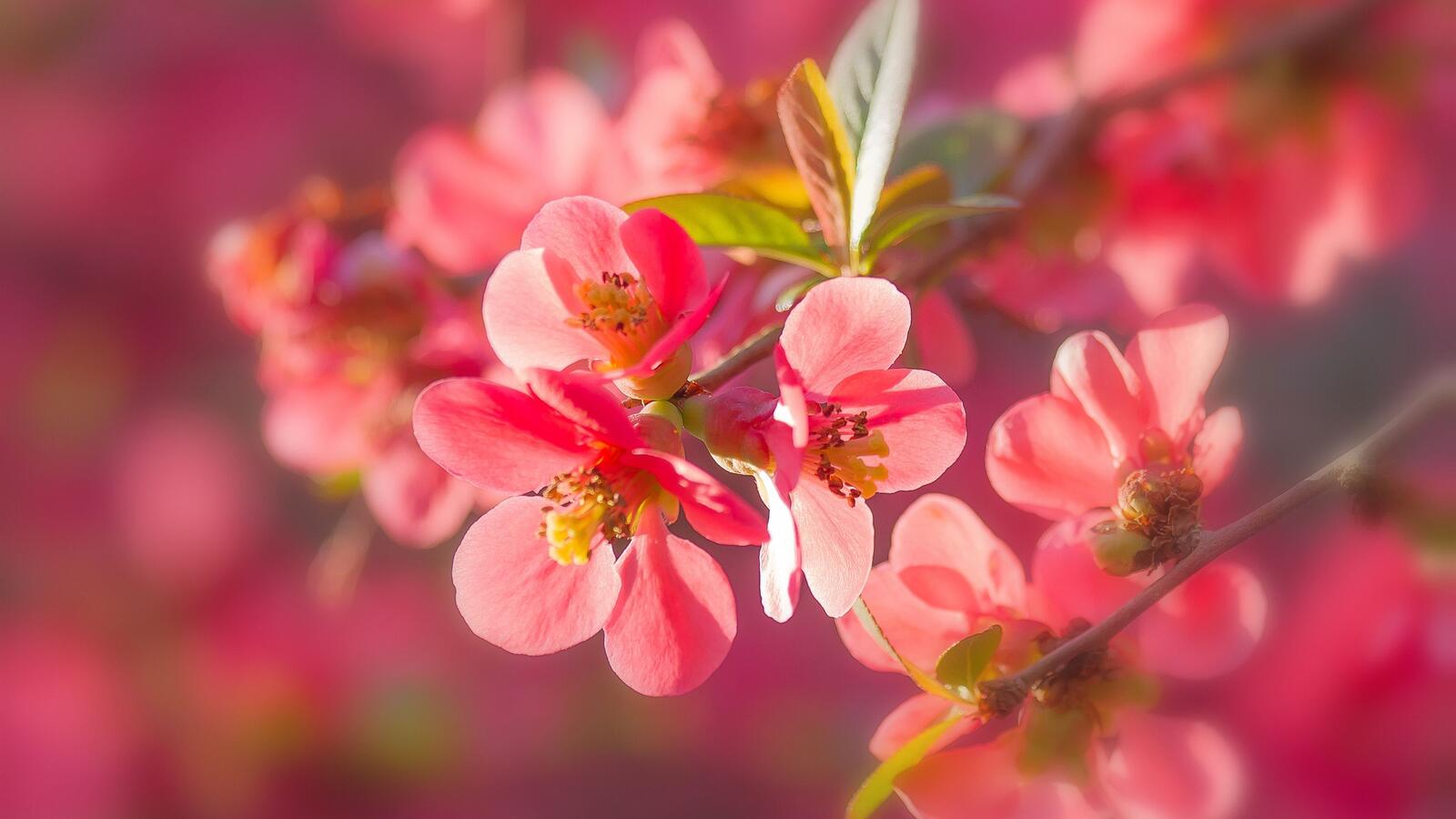 Free photo Wallpaper with pink plum flowers