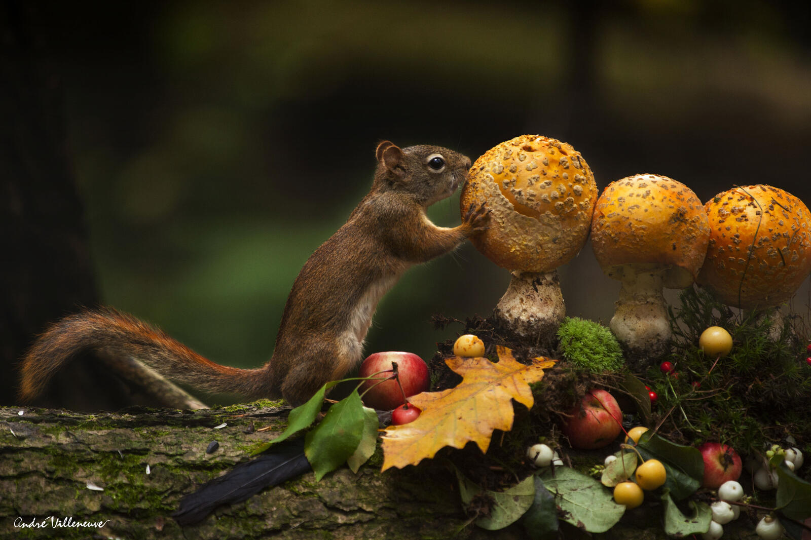 Wallpapers squirrel mushrooms mammals on the desktop