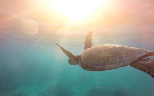 Плывущая большая морская черепаха