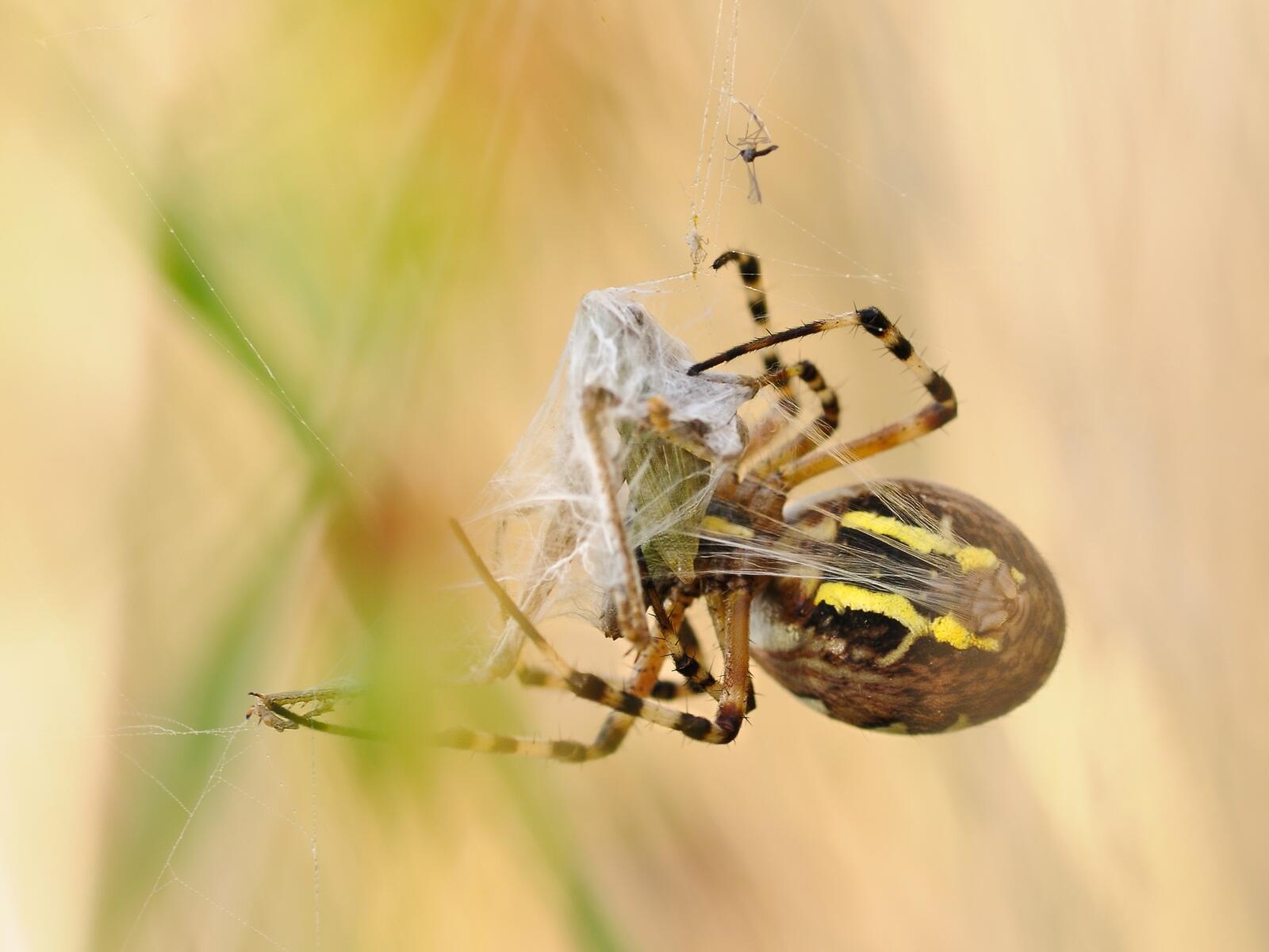 Бесплатное фото Ядовитый паук плетет паутину