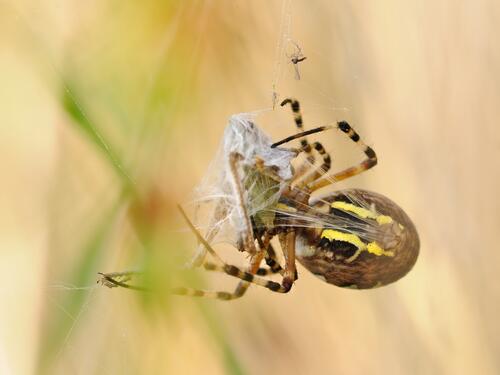 A poisonous spider weaves a web.