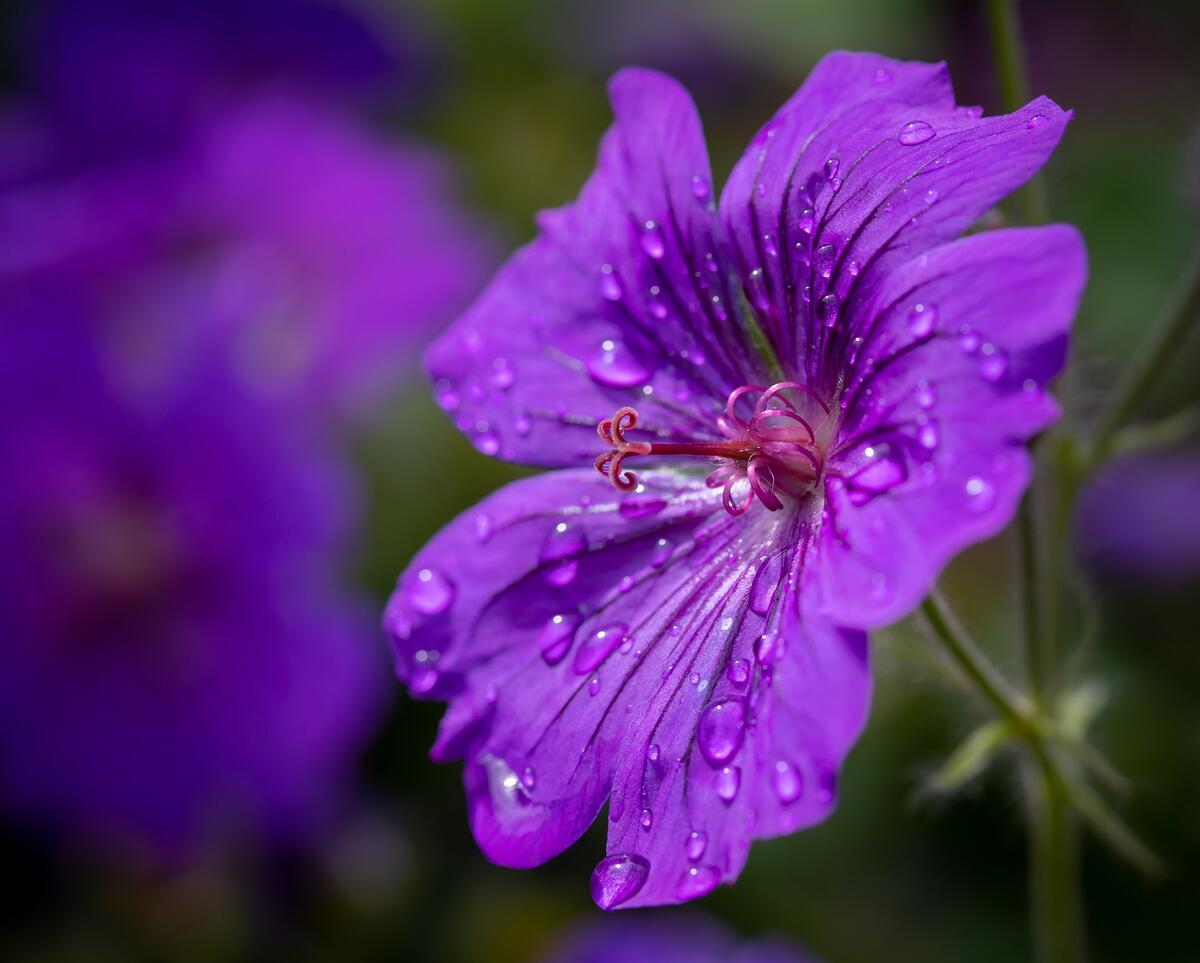Фиолетовый цветок под дождем