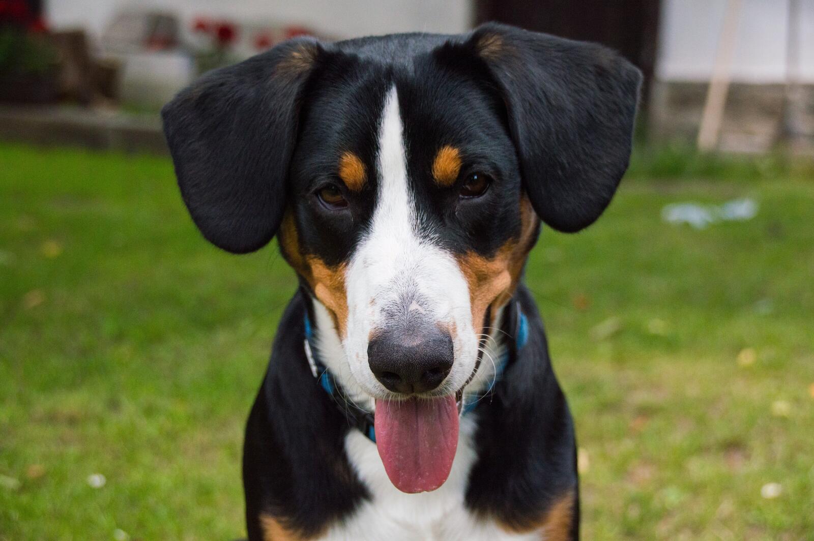 Бесплатное фото Вислоухий пес показывает язык