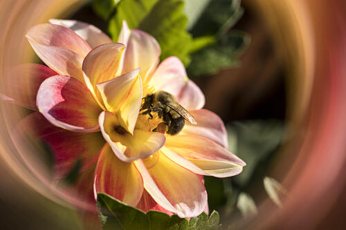 A bee pollinates a colorful flower