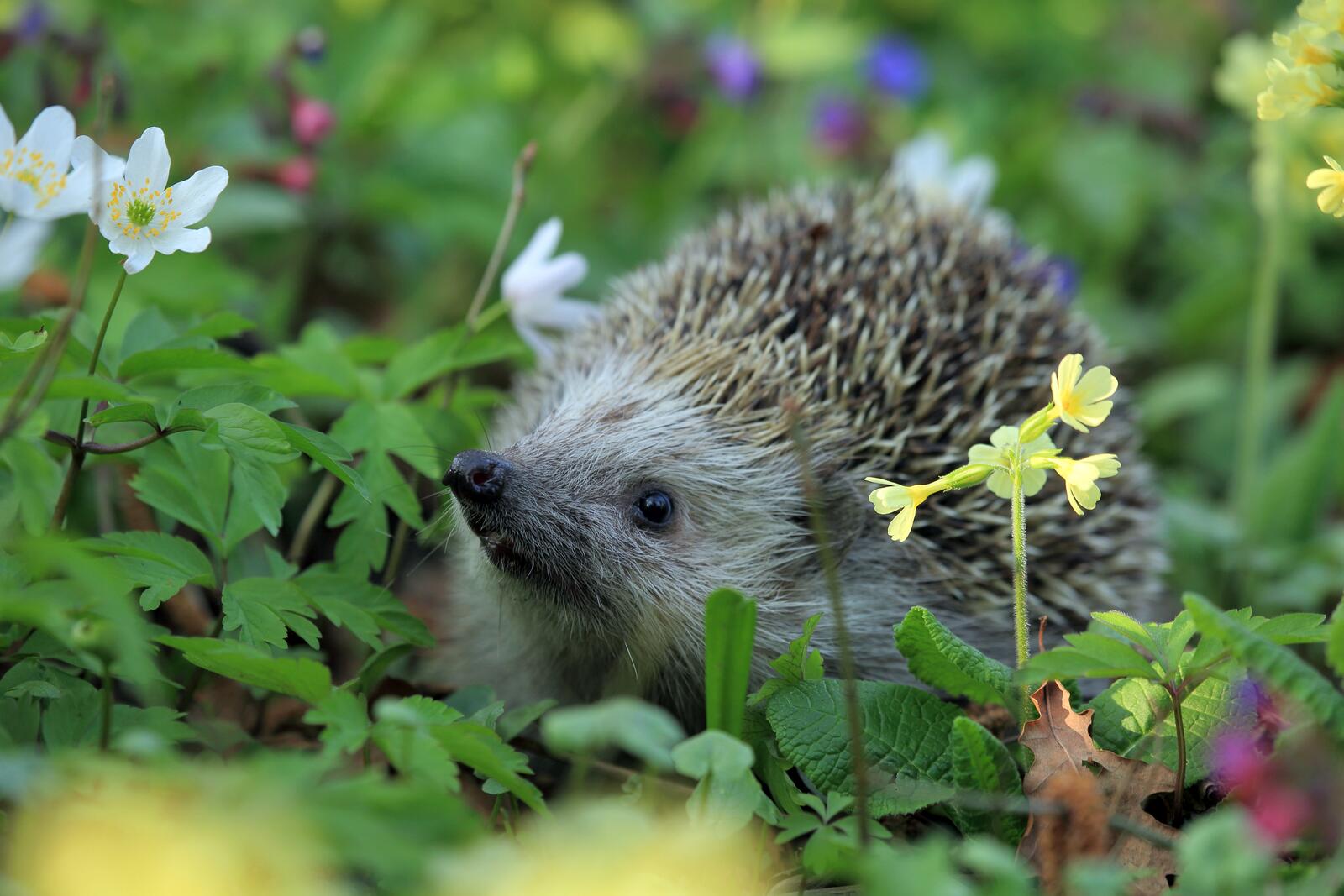 Free photo The hedgehog hid in the bushes with the flowers