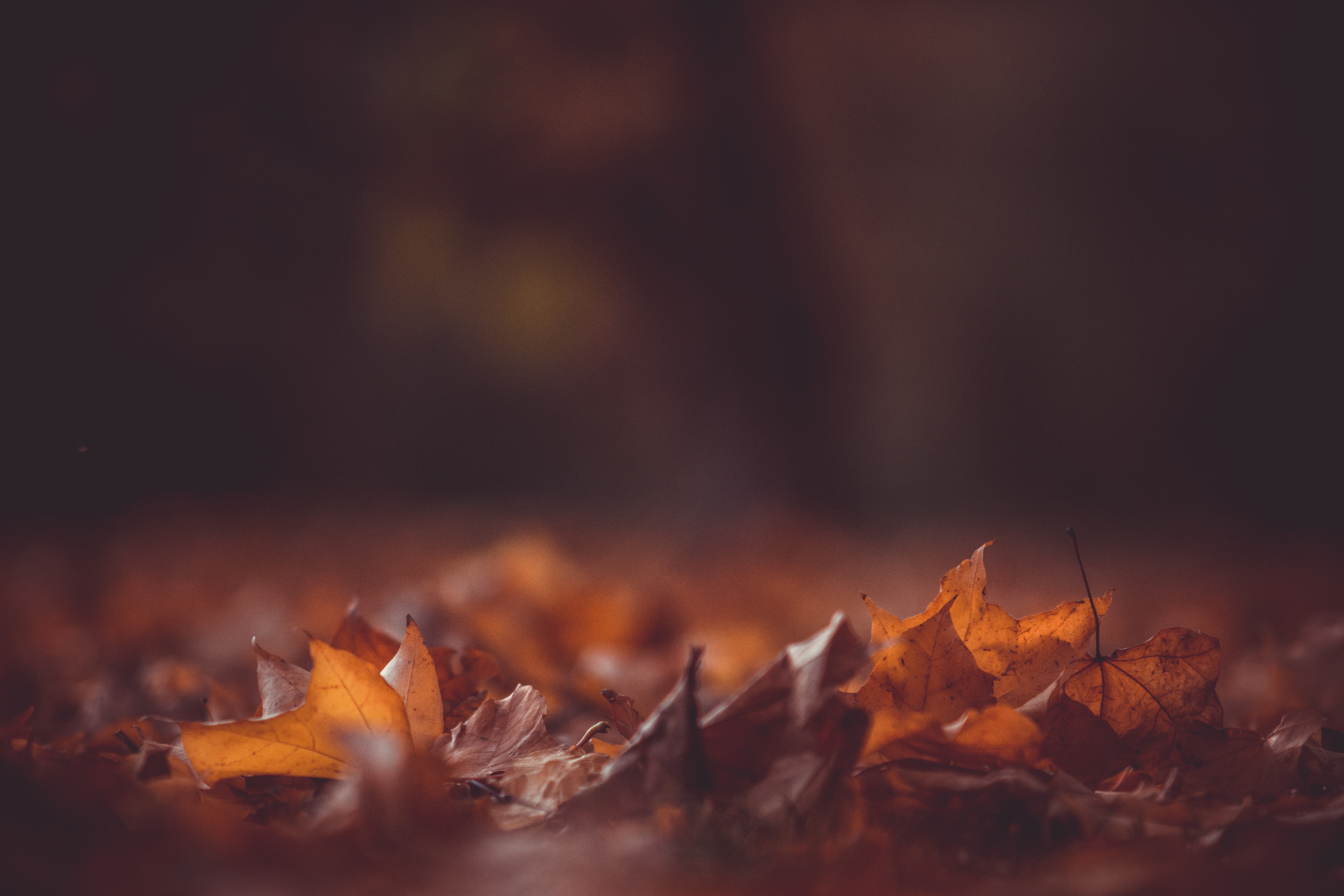Fallen leaves lie on the ground in the fall