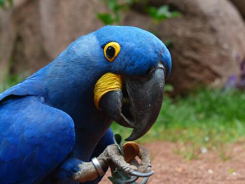 Селфи синего попугая Ара
