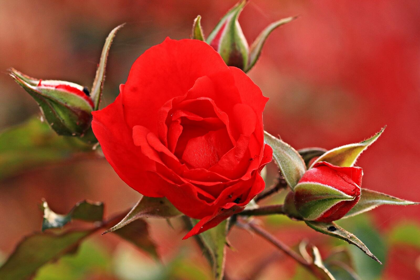 Free photo A blossoming red rose
