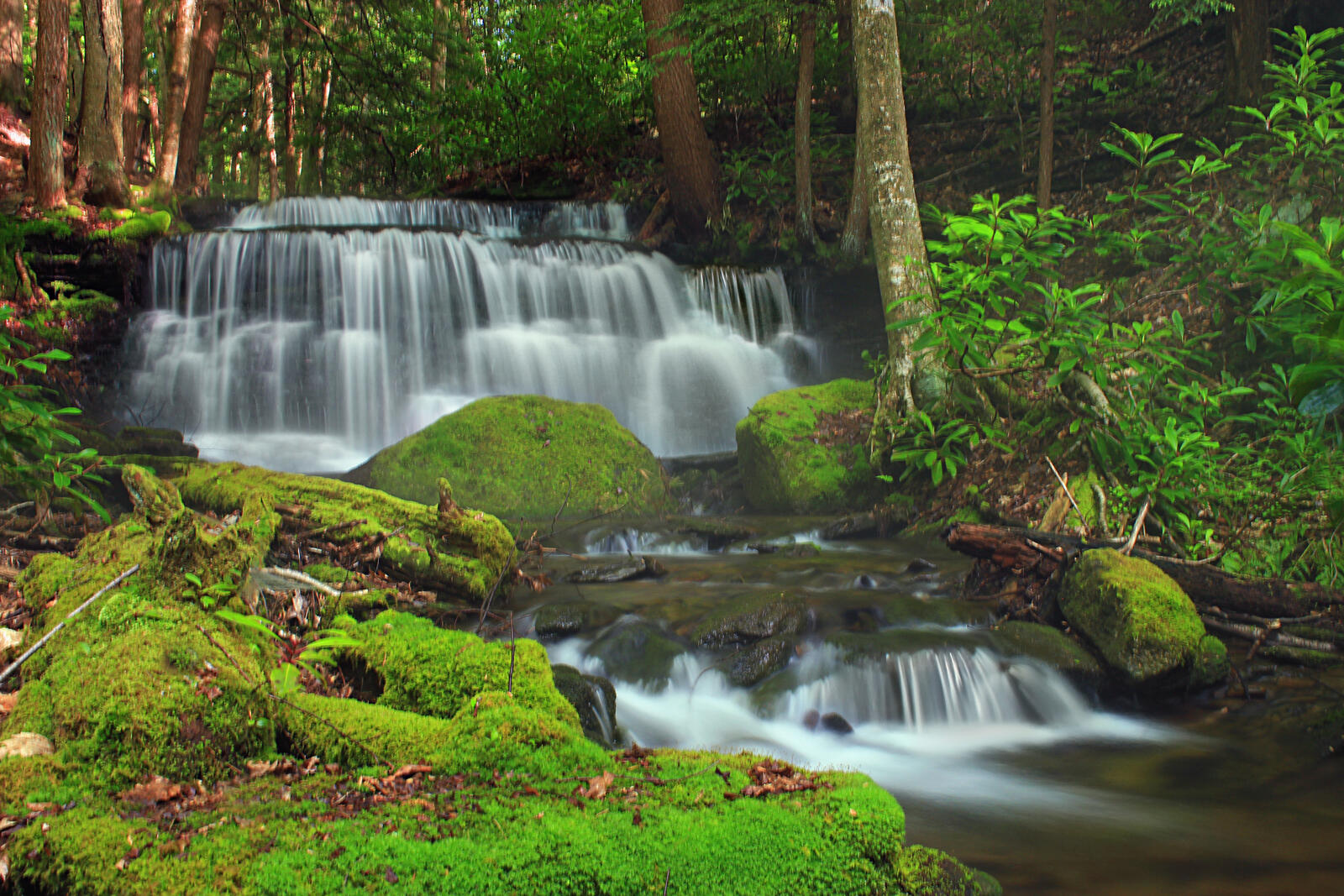 Free photo Forest waterfall