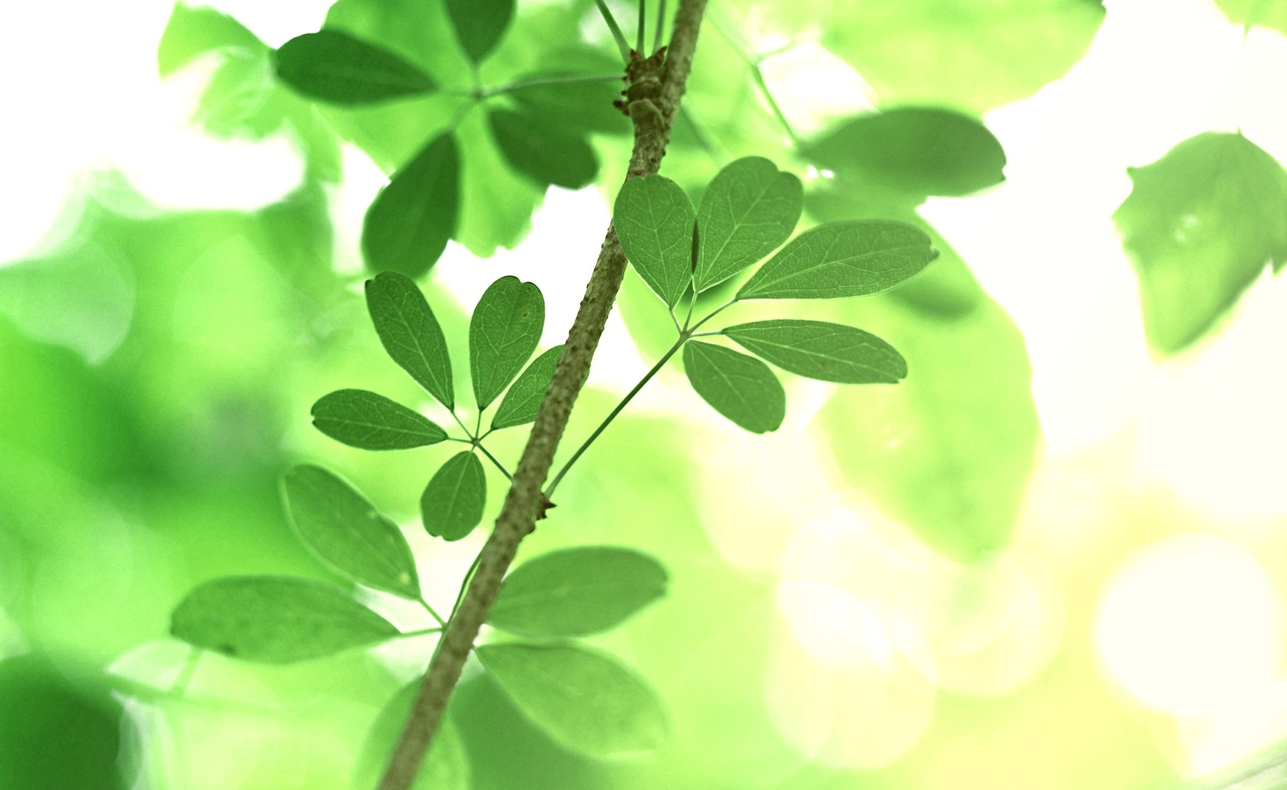 Необычные зеленые листики на ветке