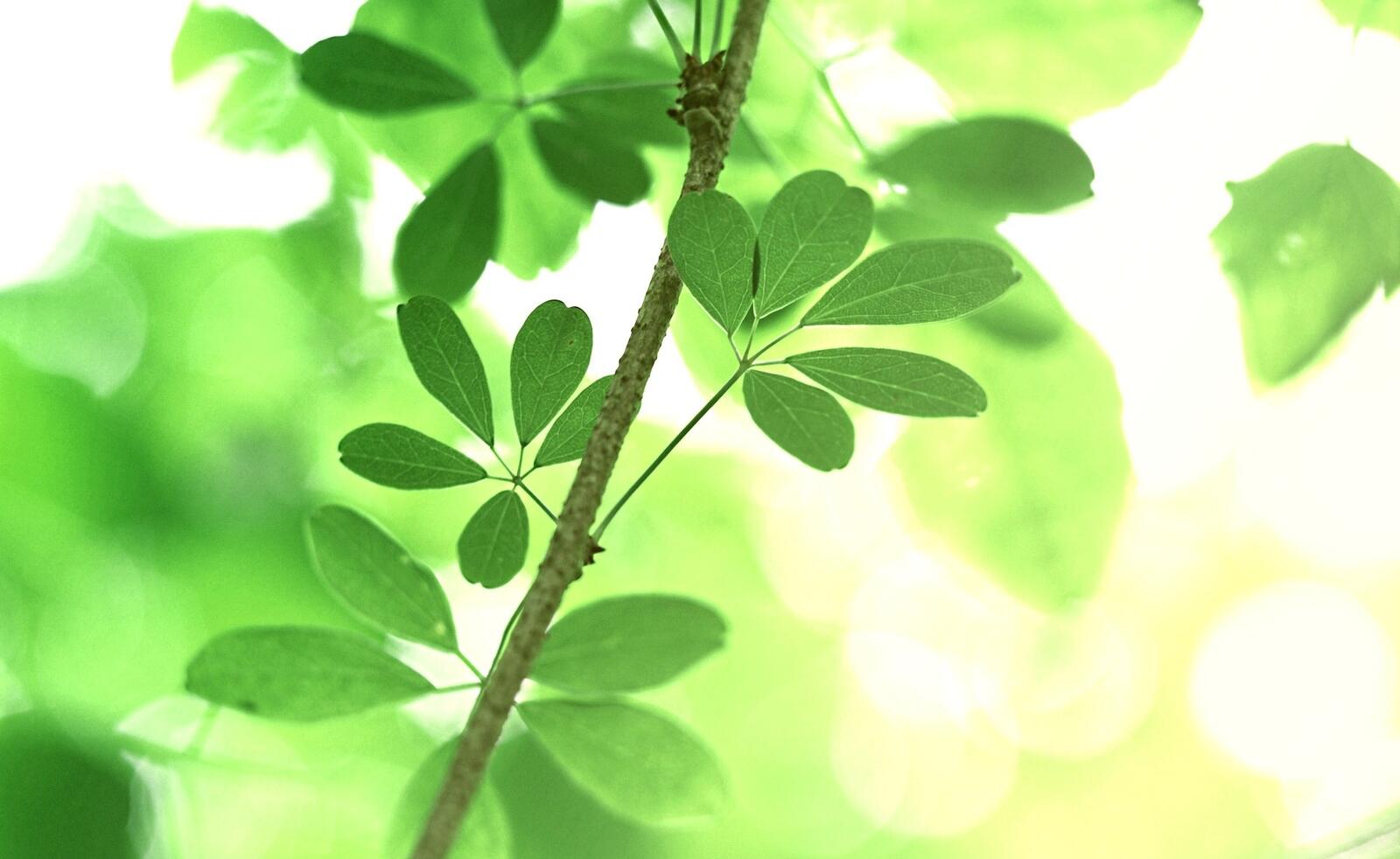 Бесплатное фото Необычные зеленые листики на ветке