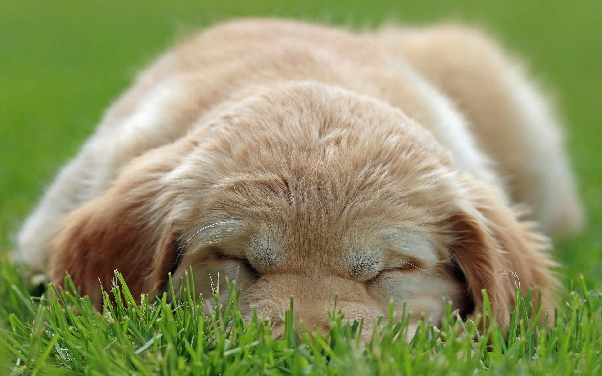 Фото бесплатно лицо, трава, собака