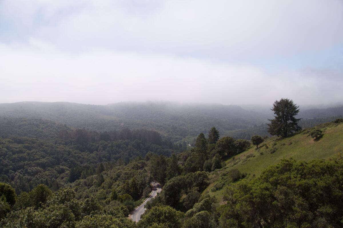 雨林中的雾与路