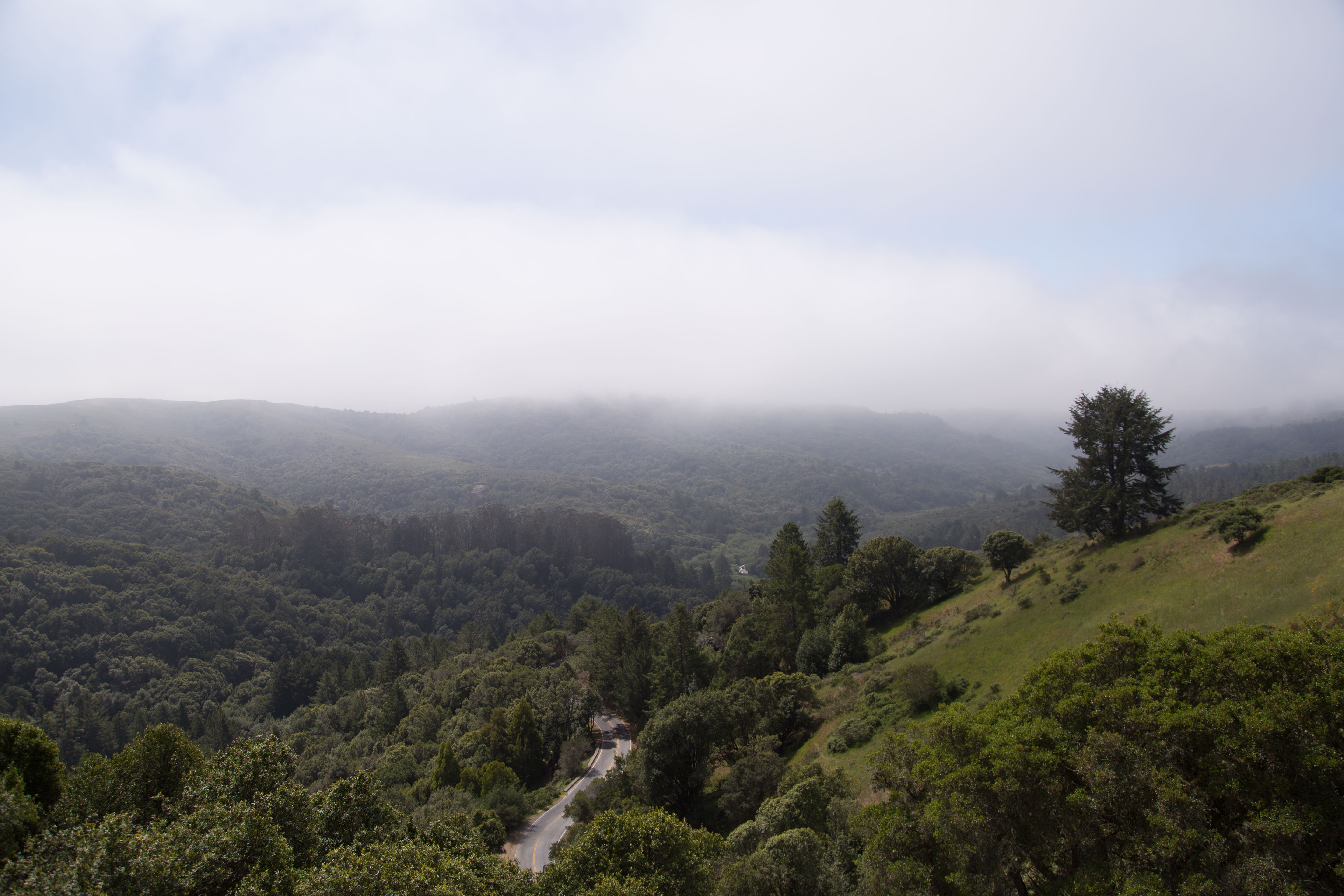 Туман с дорогой в тропическом лесу