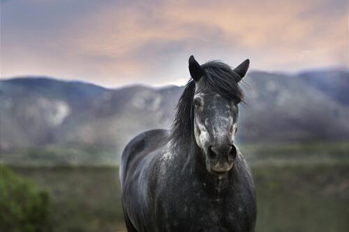 A spotted black and white horse