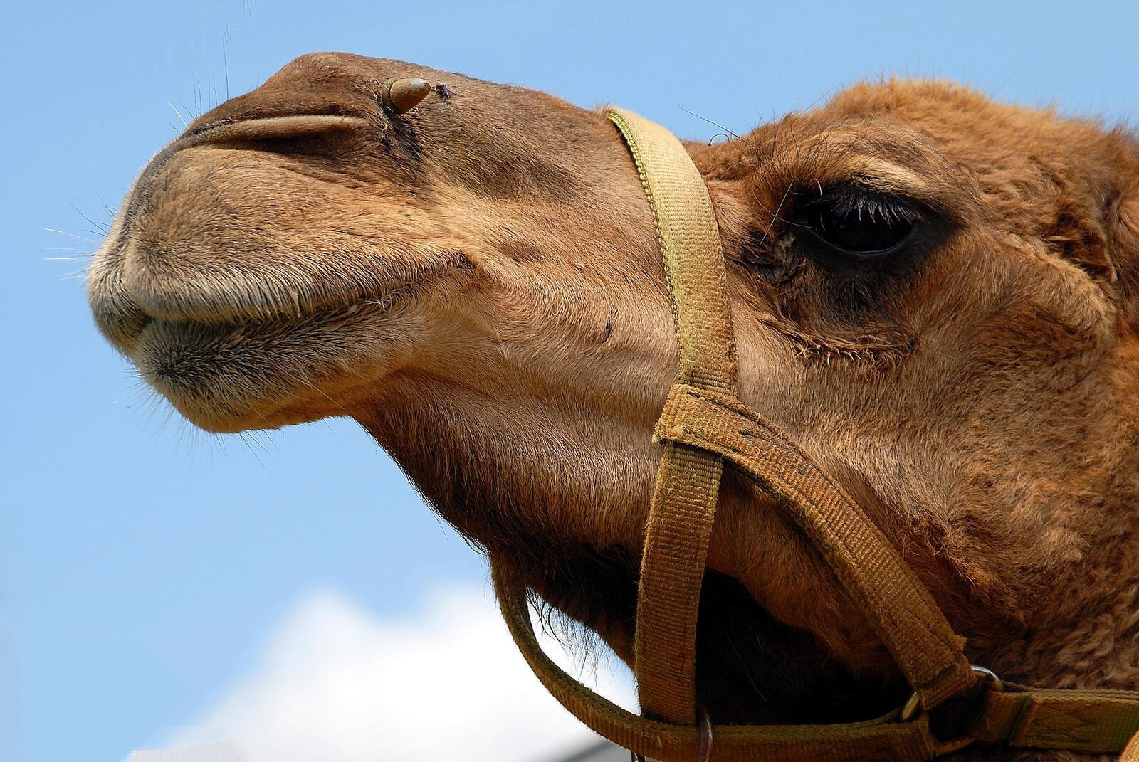 Бесплатное фото Голова верблюда в уздечке