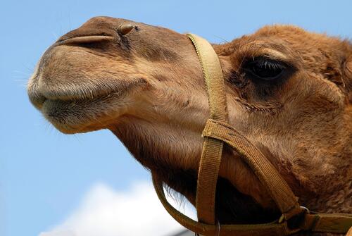 Camel`s head in a bridle