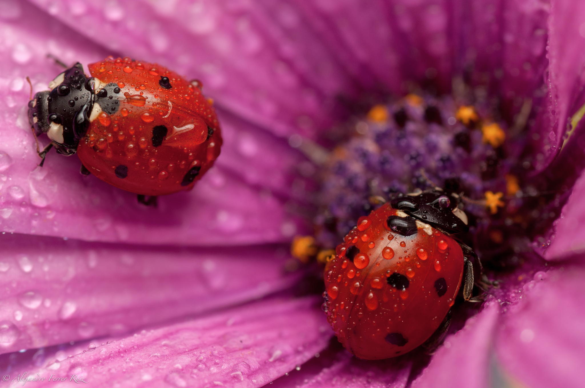Ladybugs covered in dew on a pink flower.