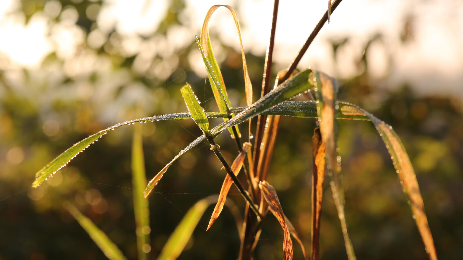 Бесплатное фото Трава в инее ранней осенью