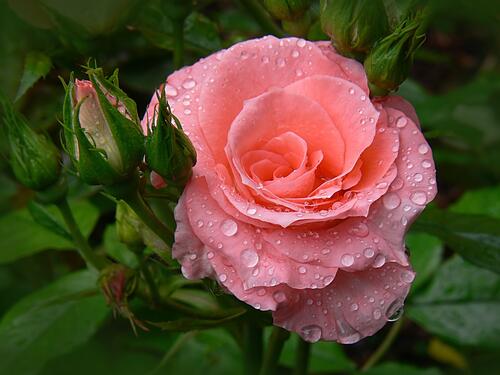 美丽的粉红玫瑰，花瓣上有水珠