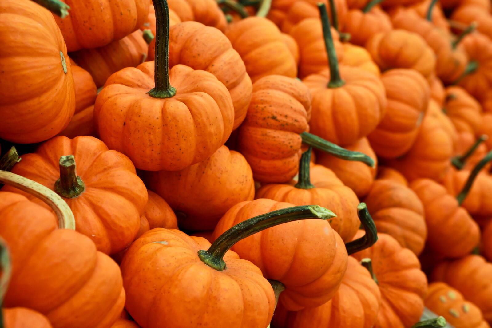 Free photo A warehouse of ripe pumpkins