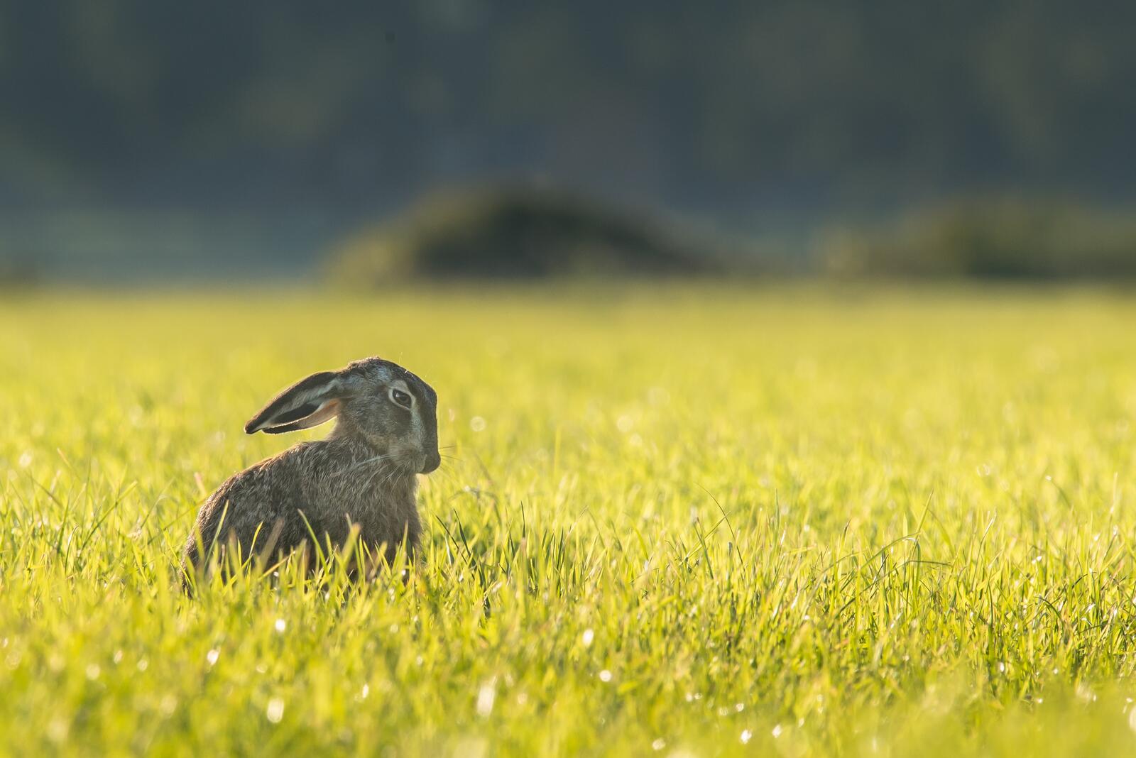 Бесплатное фото Кролик сидит в желтой траве