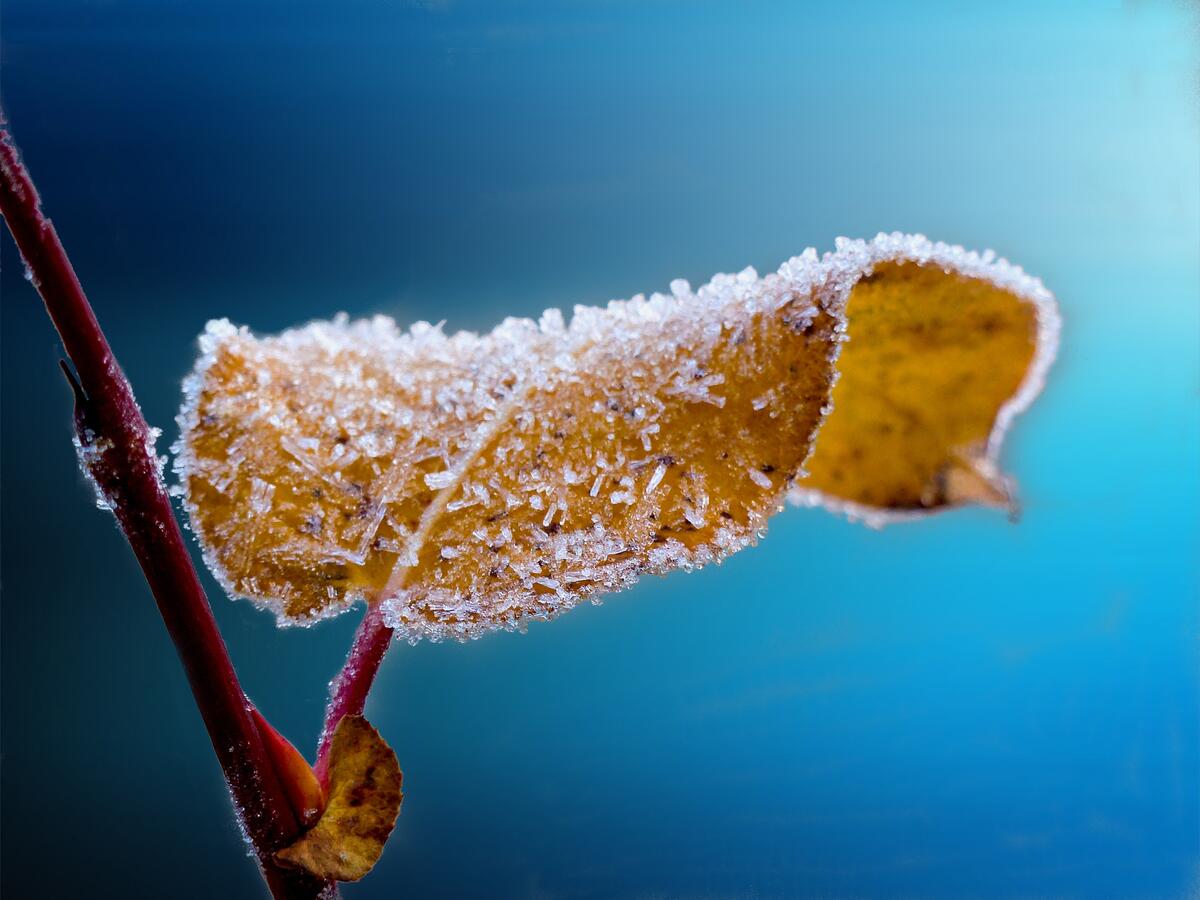 A frozen yellow fall leaf