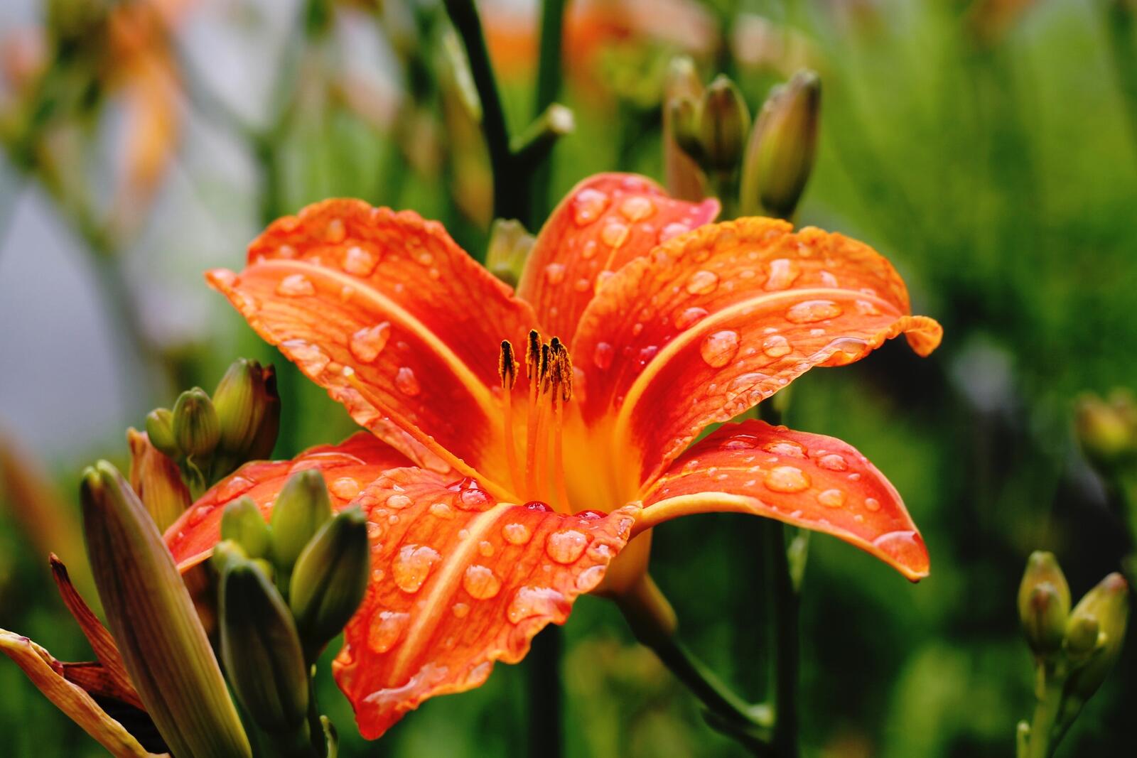 Бесплатное фото Большие дождливые капли на оранжевой лилии