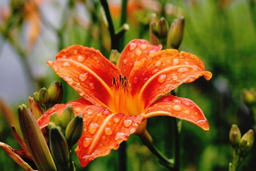 Big raindrops on an orange lily.