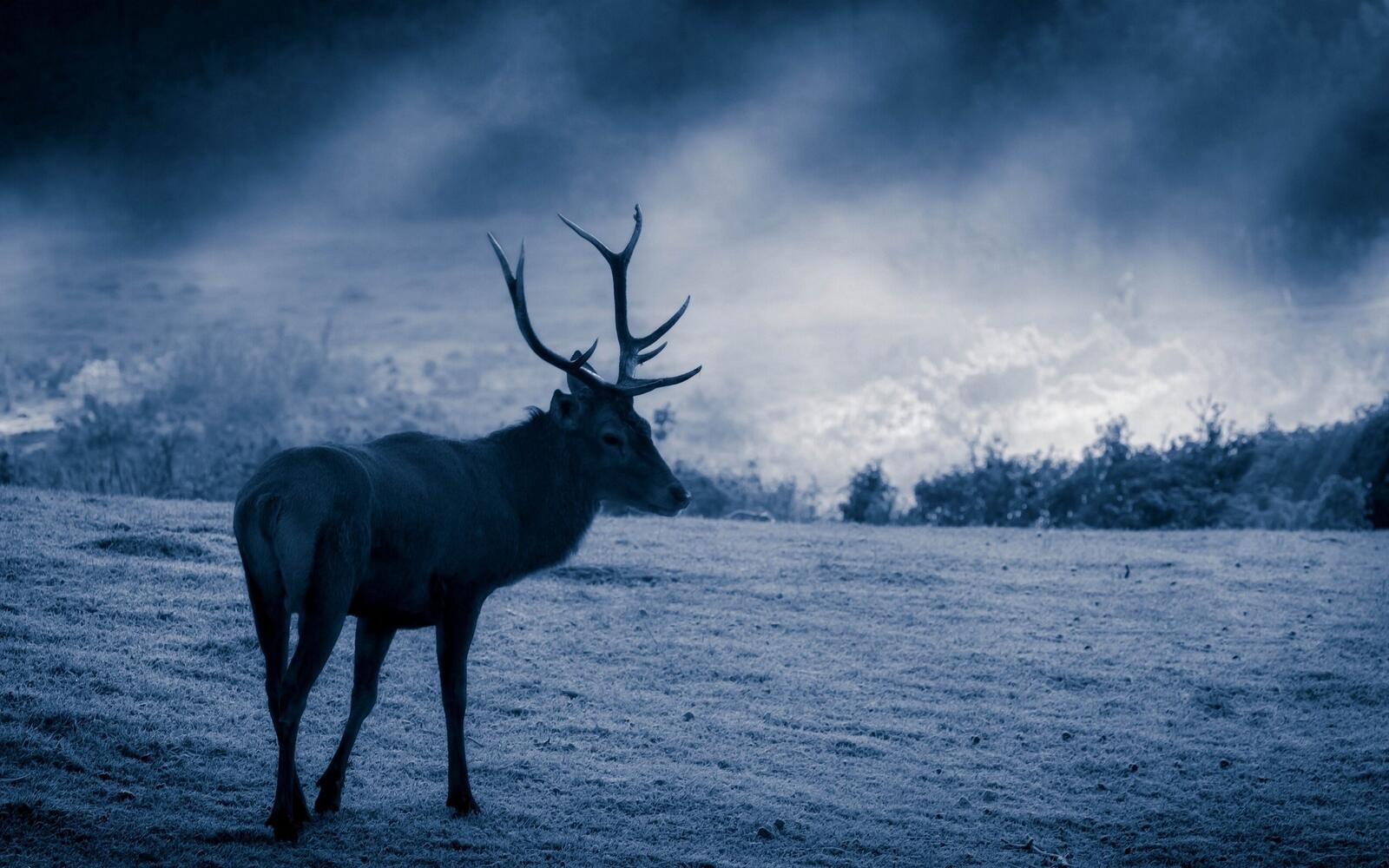 Бесплатное фото Морозная картинка с изображением северного оленя