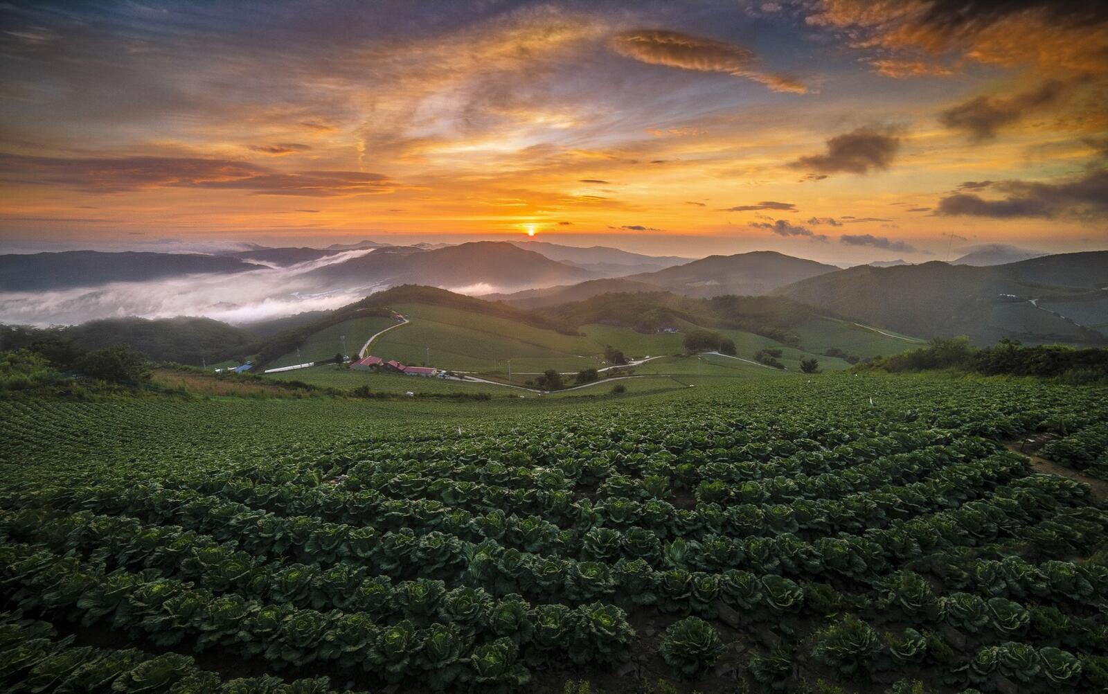 Free photo Cabbage plantations on a hill in a mountainous area