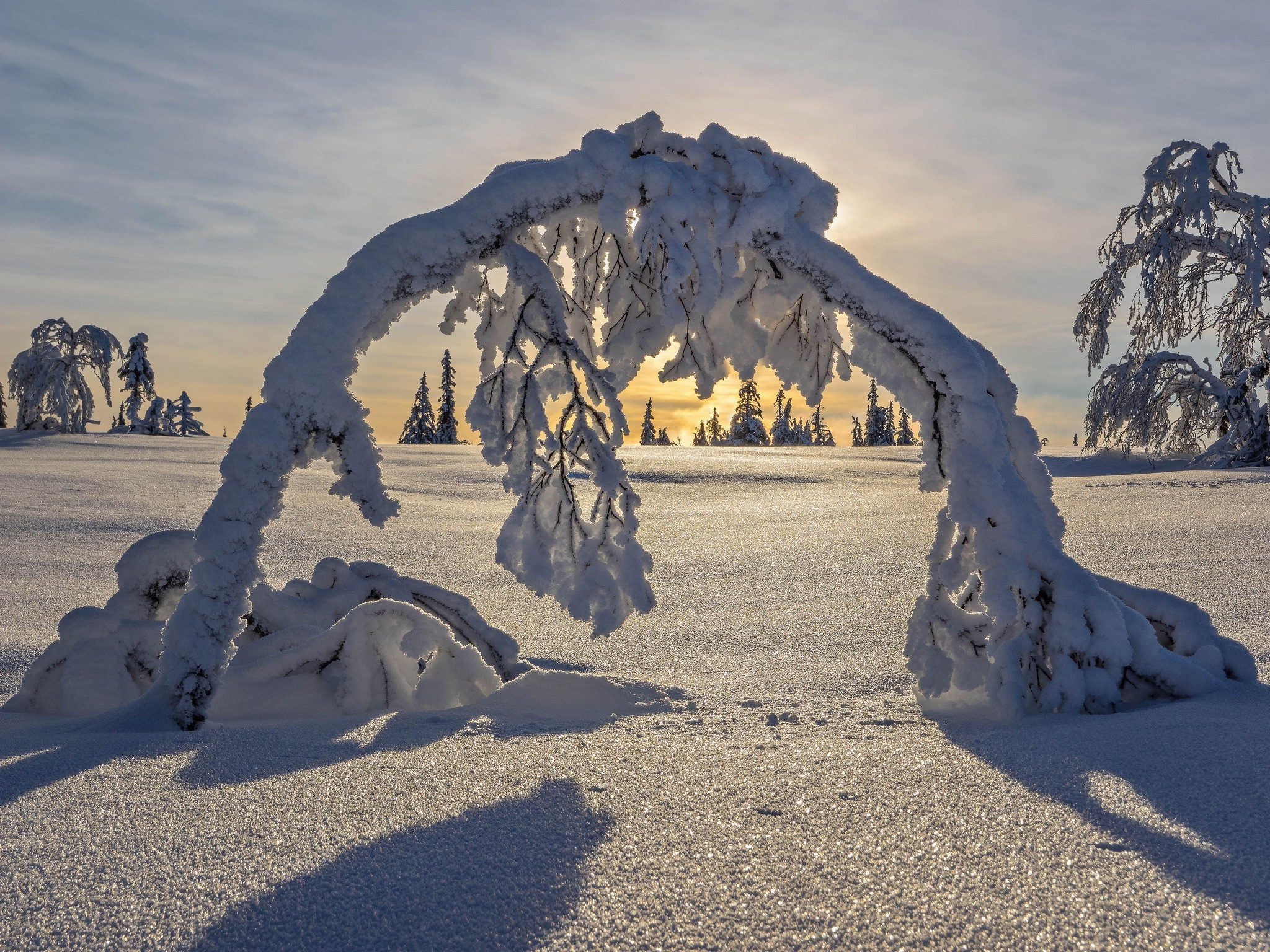 免费照片大量积雪将树木压得东倒西歪