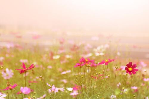 Зеленая лужайка с розовыми цветочками